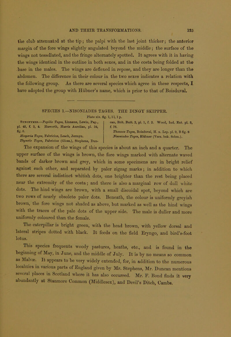 the club attenuated at the tip; the palpi with the last joint thicker; the anterior margin of the fore wings slightly angulated beyond the middle; the surface of the wings not tessellated, and the fringe alternately spotted. It agrees with it in having the wings identical in the outline in both sexes, and in the costa being folded at the .base in the males. The wings are deflexed in repose, and they are longer than the abdomen. The difference in their colour in the two sexes indicates a relation with the following group. As there are several species which agree in these respects, I. have adopted the group with Hiibner’s name, which is prior to that of Boisduval. SPECIES 1— NISONIADES TAG-ES. THE DINGY SKIPPER. Plate xix. Stnonttmes.—Papilio Pages, Linnaeus, Lewin, Pap., pi. 45, f. 3, 4. Haworth, Harris Aurelian, pi. 34, Bg. 0. Mesperia Pages, Fabricius, Leach, Jermyn. Phymele Pages, Fabricius (Gloss.), Stephens, Dun- !• 1,H, lp. can, Brit. Butt. 2, pi. 1, f. 2. Wood, Xnd. Ent. pi. 3, f. 76. Phanaos Pages, Boisduval, H. n. Lep. pi. 9, B fig. 8 Nisoniades Pages, Hiibner (Verz. belt. Schm.). The expansion of the wings of this species is about an inch and a quarter. The upper surface of the wings is brown, the fore wings marked with alternate waved bands of darker brown and grey, which in some specimens are in bright relief against each other, and separated by paler zigzag marks ; in addition to whicli there are several indistinct whitish dots, one brighter than the rest being placed near the extremity of the costa; and there is also a marginal row of dull white dots. The hind wings are brown, with a small discoidal spot, beyond which are two rows of nearly obsolete paler dots. Beneath, the colour is uniformly greyish brown, the fore wings not shaded as above, but marked as well as the hind wings with the traces of the pale dots of the upper side. The male is duller and more uniformly coloured than the female. The caterpillar is bright green, with the head brown, with yellow dorsal and lateral stripes dotted with black. It feeds on the field Eryngo, and bird’s-foot lotus. This species frequents woody pastures, heaths, etc., and is found in the beginning of May, in June, and the middle of July. It is by no means so common as Malvae. It appears to be very widely extended, for, in addition to the numerous localities in various parts of England given by Mr. Stephens, Mr. Duncan mentions several places in Scotland where it has also occurred. Mi-. E. Bond finds it very abundantly at Stanmore Common (Middlesex), and Devil’s Ditch, Cambs.