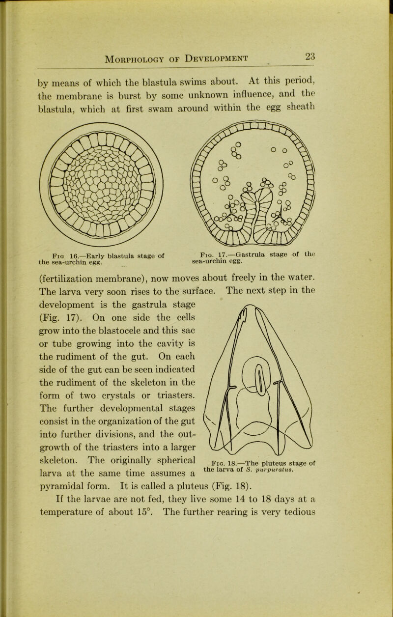 by means of which the blastula swims about. At this period, the membrane is burst by some unknown influence, and the blastula, which at first swam around within the egg sheath Fiq 16.—Early blastula stage of the sea-urchin egg. Fig. 17.—Gastrula stage of the sea-urchin egg. (fertilization membrane), now moves about freely in the water. The larva very soon rises to the surface. The next step in the development is the gastrula stage (Fig. 17). On one side the cells grow into the blastocele and this sac or tube growing into the cavity is the rudiment of the gut. On each side of the gut can be seen indicated the rudiment of the skeleton in the form of two crystals or triasters. The further developmental stages consist in the Organization of the gut into further divisions, and the out- growth of the triasters into a larger skeleton. The originally spherical larva at the same time assumes a pyramidal form. It is called a pluteus (Fig. 18). If the larvae are not fed, they live some 14 to 18 days at a temperature of about 15°. The further rearing is very tedious Fig. 18.—The pluteus stage of the larva of S. purpuratus.