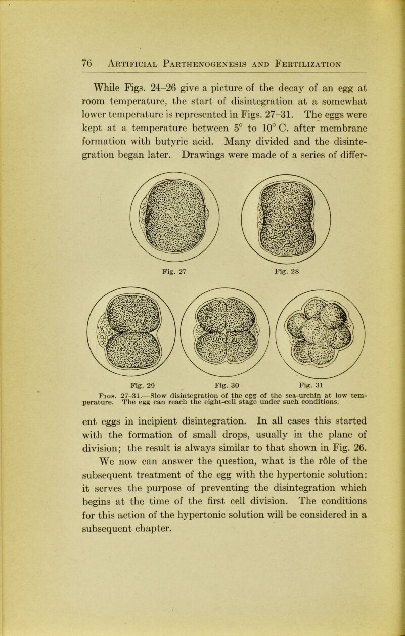 While Figs. 24-26 give a picture of the decay of an egg at room temperature, the start of disintegration at a somewhat lower temperature is represented in Figs. 27-31. The eggs were kept at a temperature between 5° to 10° C. after membrane formation with butyric acid. Many divided and the disinte- gration began later. Drawings were made of a series of differ- Fig. 28 Figs. 27-31.—Slow disintegration of the egg of the sea-urchin at low tem- perature. The egg can reach the eight-cell stage imder such conditions. ent eggs in incipient disintegration. In all cases this started with the formation of small drops, usually in the plane of division; the result is always similar to that shown in Fig. 26. We now can answer the question, what is the röle of the subsequent treatment of the egg with the hypertonic solution: it serves the purpose of preventing the disintegration which begins at the time of the first cell division. The conditions for this action of the hypertonic solution will be considered in a subsequent chapter.