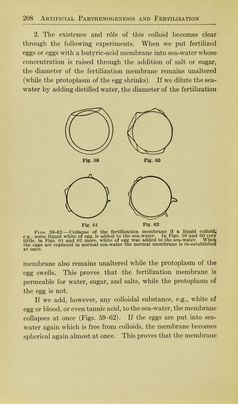 2. The existence and role of this colloid becomes clear through the following experiments. When we put fertilized eggs or eggs with a butyric-acid membrane into sea-water whose concentration is raised through the addition of salt or sugar, the diameter of the fertilization membrane remains unaltered (while the protoplasm of the egg shrinks). If we dilute the sea- water by adding distilled water, the diameter of the fertilization Fig. 62 Figs. 59-62.—Collapse of the fertilization membrane if a liquid colloid; e.g., some liquid white of egg, is added to the sea-water. ln Figs. 59 and 60 very little, in Figs. 61 and 62 more, white of egg was added to the sea-water. When the eggs are replaced in normal sea-water the normal membrane is re-estabUshed at once. membrane also remains unaltered while the protoplasm of the egg swells. This proves that the fertilization membrane is permeable for water, sugar, and salts, while the protoplasm of the egg is not. If we add, however, any colloidal substance, e.g., white of egg or blood, or even tannic acid, to the sea-water, the membrane collapses at once (Figs. 59-62). If the eggs are put into sea- water again which is free from colloids, the membrane becomes spherical again almost at once. This proves that the membrane