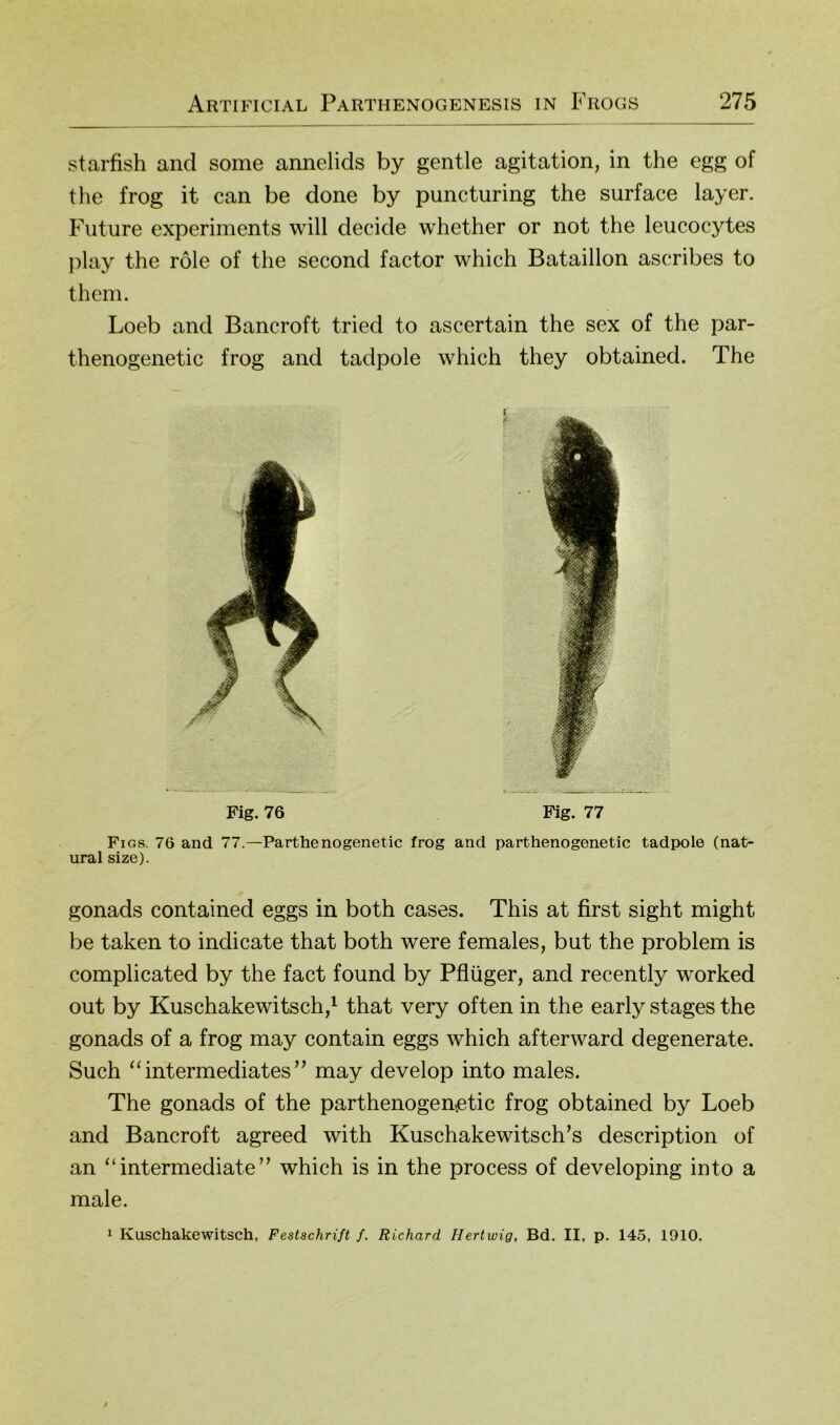 starfish and some annelids by gentle agitation, in the egg of tlie frog it can be done by puncturing the surface layer. Future experiments will decide whether or not the leucocytes play the röle of the second factor which Bataillon ascribes to thcm. Loeb and Bancroft tried to ascertain the sex of the par- thenogenetic frog and tadpole which they obtained. The Fig. 76 Fig. 77 Figs. 76 and 77.- ural size). -Parthenogenetic frog and parthenogenetic tadpole (nat- gonads contained eggs in both cases. This at first sight might be taken to indicate that both were females, but the problem is complicated by the fact found by Pflüger, and recently worked out by Kuschakewitsch,^ that very often in the early stages the gonads of a frog may contain eggs which afterward degenerate. Such “ intermediates ” may develop into males. The gonads of the parthenogenetic frog obtained by Loeb and Bancroft agreed with Kuschakewitsch’s description of an “ intermediate ” which is in the process of developing into a male. 1 Kuschakewitsch, Festschrift f. Richard Hertwig, Bd. II, p. 145, 1910.