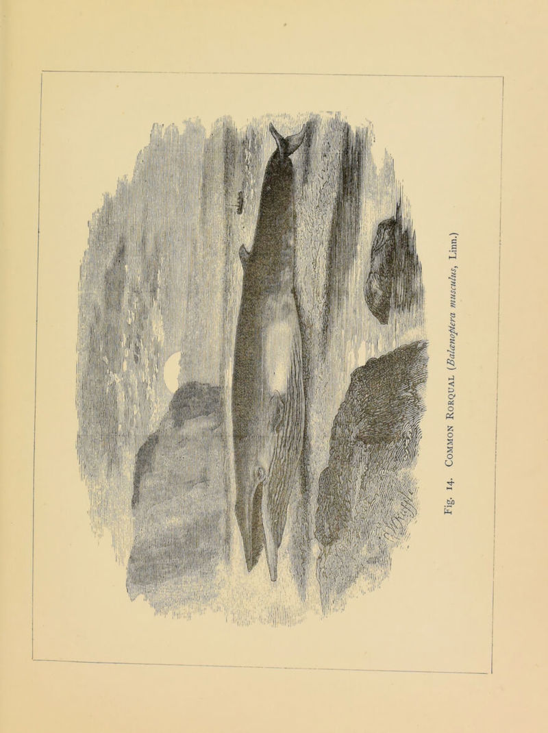 14- Common Rorqual (Balanofilera muse ulus, Linn.)