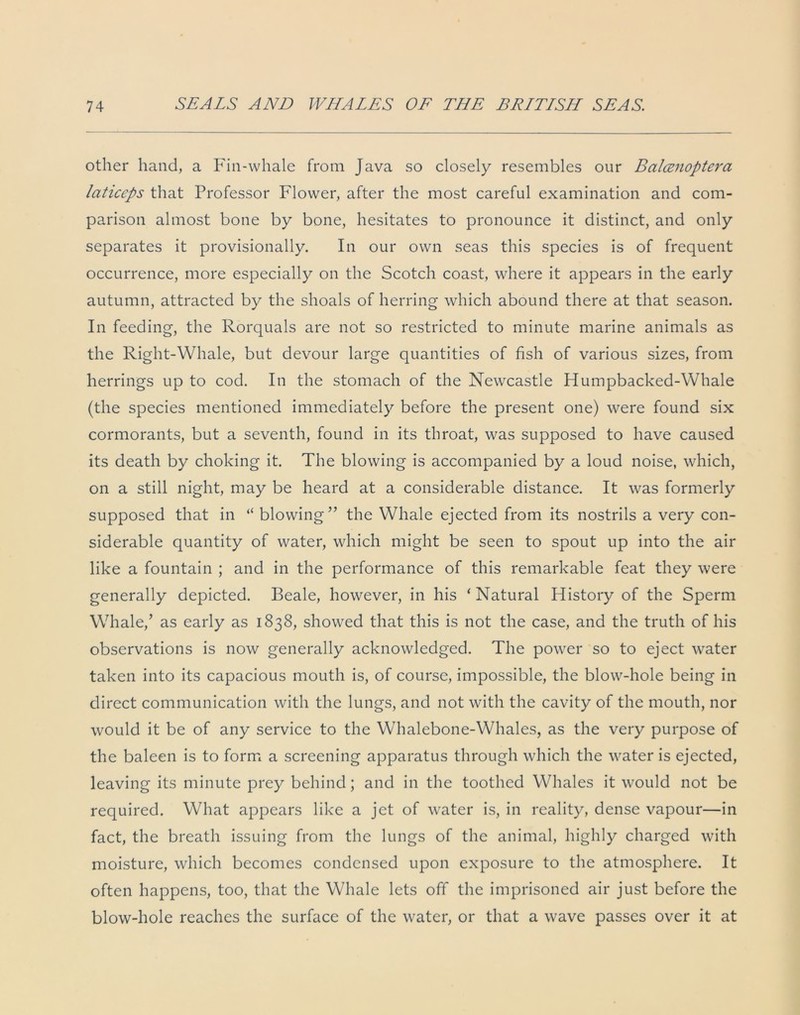 other hand, a Fin-whale from Java so closely resembles our Balcenoptera laticeps that Professor Flower, after the most careful examination and com- parison almost bone by bone, hesitates to pronounce it distinct, and only separates it provisionally. In our own seas this species is of frequent occurrence, more especially on the Scotch coast, where it appears in the early autumn, attracted by the shoals of herring which abound there at that season. In feeding, the Rorquals are not so restricted to minute marine animals as the Right-Whale, but devour large quantities of fish of various sizes, from herrings up to cod. In the stomach of the Newcastle Humpbacked-Whale (the species mentioned immediately before the present one) were found six cormorants, but a seventh, found in its throat, was supposed to have caused its death by choking it. The blowing is accompanied by a loud noise, which, on a still night, may be heard at a considerable distance. It was formerly supposed that in “ blowing5’ the Whale ejected from its nostrils a very con- siderable quantity of water, which might be seen to spout up into the air like a fountain ; and in the performance of this remarkable feat they were generally depicted. Beale, however, in his ‘Natural History of the Sperm Whale,’ as early as 1838, showed that this is not the case, and the truth of his observations is now generally acknowledged. The power so to eject water taken into its capacious mouth is, of course, impossible, the blow-hole being in direct communication with the lungs, and not with the cavity of the mouth, nor would it be of any service to the Whalebone-Whales, as the very purpose of the baleen is to form a screening apparatus through which the water is ejected, leaving its minute prey behind; and in the toothed Whales it would not be required. What appears like a jet of water is, in reality, dense vapour—in fact, the breath issuing from the lungs of the animal, highly charged with moisture, which becomes condensed upon exposure to the atmosphere. It often happens, too, that the Whale lets off the imprisoned air just before the blow-hole reaches the surface of the water, or that a wave passes over it at