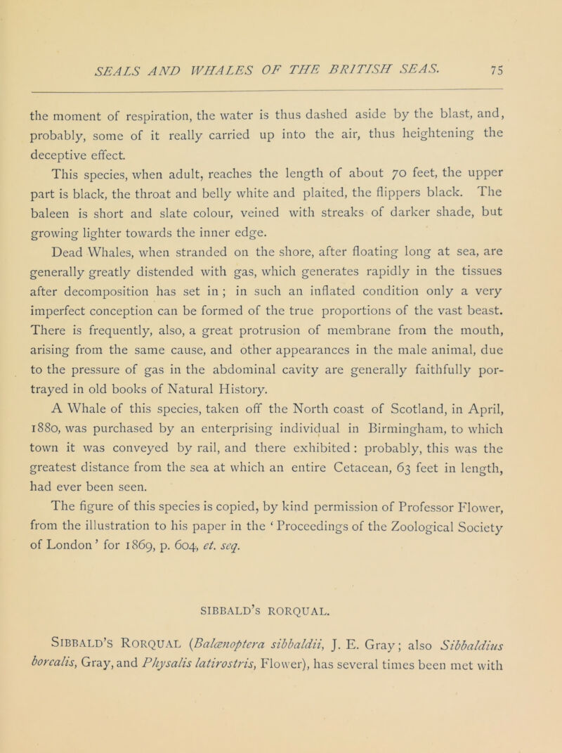 the moment of respiration, the water is thus dashed aside by the blast, and, probably, some of it really carried up into the air, thus heightening the deceptive effect. This species, when adult, reaches the length of about 70 feet, the upper part is black, the throat and belly white and plaited, the flippers black. The baleen is short and slate colour, veined with streaks of darker shade, but growing lighter towards the inner edge. Dead Whales, when stranded on the shore, after floating long at sea, are generally greatly distended with gas, which generates rapidly in the tissues after decomposition has set in ; in such an inflated condition only a very imperfect conception can be formed of the true proportions of the vast beast. There is frequently, also, a great protrusion of membrane from the mouth, arising from the same cause, and other appearances in the male animal, due to the pressure of gas in the abdominal cavity are generally faithfully por- trayed in old books of Natural History. A Whale of this species, taken off the North coast of Scotland, in April, 1880, was purchased by an enterprising individual in Birmingham, to which town it was conveyed by rail, and there exhibited : probably, this was the greatest distance from the sea at which an entire Cetacean, 63 feet in length, had ever been seen. The figure of this species is copied, by kind permission of Professor IHower, from the illustration to his paper in the ‘ Proceedings of the Zoological Society of London ’ for 1869, p. 604, et. seq. sibbald’s rorqual. Sibbald’s Rorqual (Balcenoptera sibbaldii, J. E. Gray; also Sibbaldius borealis, Gray, and Physalis latirostris, Flower), has several times been met with
