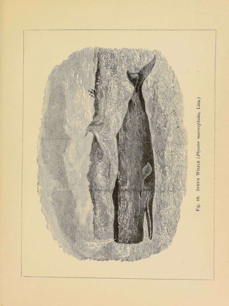 16. Sperm Whale (Physeter macrocephalus, Linn.)