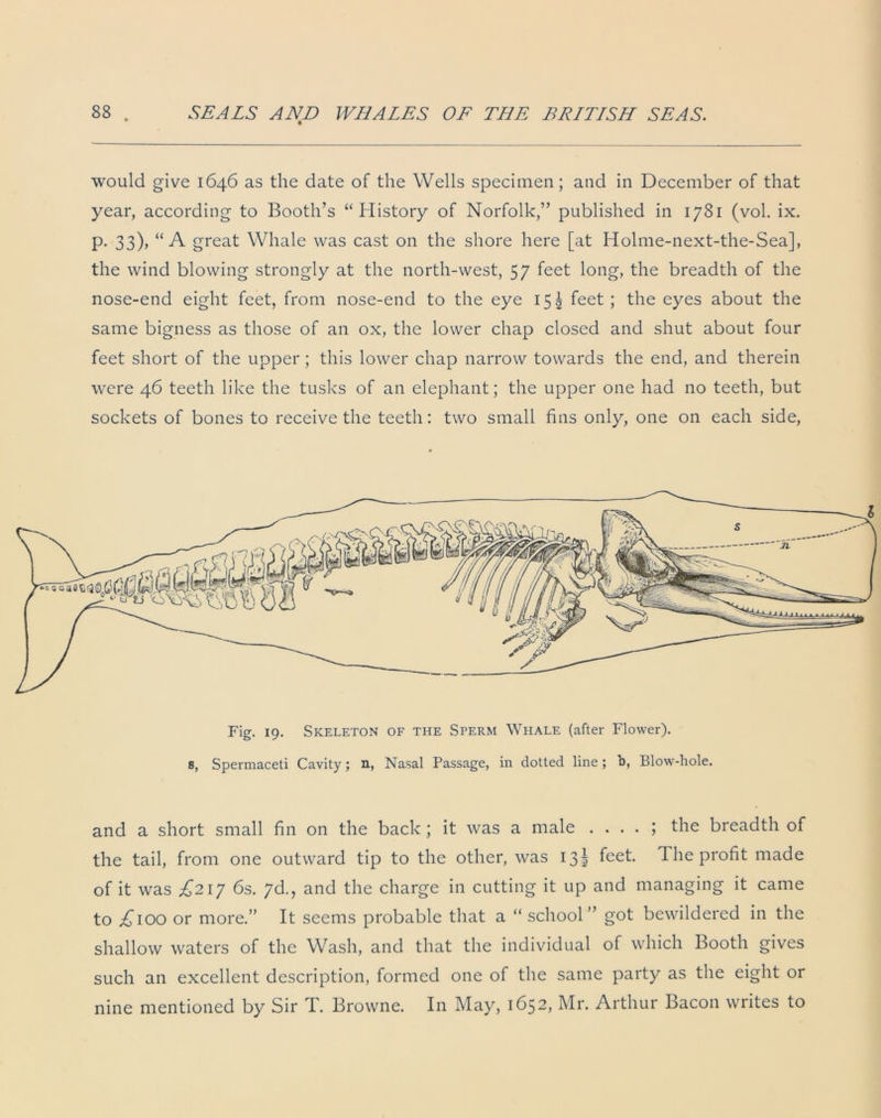 would give 1646 as the date of the Wells specimen; and in December of that year, according to Booth’s “History of Norfolk,” published in 1781 (vol. ix. p. 33), “A great Whale was cast on the shore here [at Holme-next-the-Sea], the wind blowing strongly at the north-west, 57 feet long, the breadth of the nose-end eight feet, from nose-end to the eye 151 feet ; the eyes about the same bigness as those of an ox, the lower chap closed and shut about four feet short of the upper; this lower chap narrow towards the end, and therein were 46 teeth like the tusks of an elephant; the upper one had no teeth, but sockets of bones to receive the teeth: two small fins only, one on each side, Fig. 19. Skeleton of the Sperm Whale (after Flower), s, Spermaceti Cavity; n, Nasal Passage, in dotted line; b, Blow-hole. and a short small fin on the back ; it was a male . . . . ; the breadth of the tail, from one outward tip to the other, was 13! feet. The profit made of it was £217 6s. 7d., and the charge in cutting it up and managing it came to ^100 or more.” It seems probable that a “ school” got bewildered in the shallow waters of the Wash, and that the individual of which Booth gives such an excellent description, formed one of the same party as the eight or nine mentioned by Sir T. Browne. In May, 1652, Mr. Arthur Bacon writes to