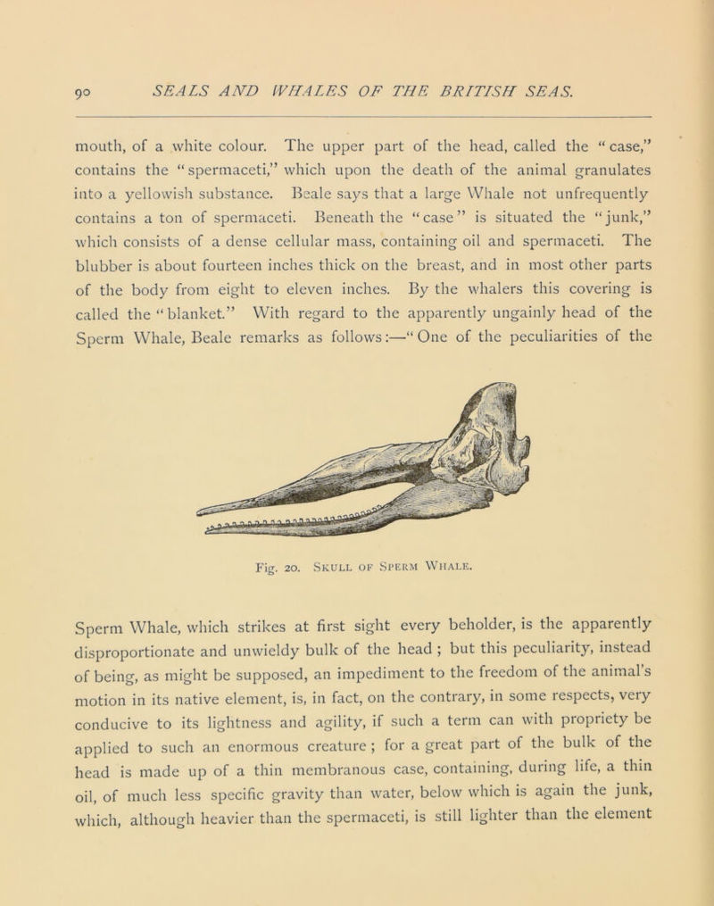 9° mouth, of a white colour. The upper part of the head, called the “ case,” contains the “spermaceti,” which upon the death of the animal granulates into a yellowish substance. Beale says that a large Whale not unfrequently contains a ton of spermaceti. Beneath the “case” is situated the “junk,” which consists of a dense cellular mass, containing oil and spermaceti. The blubber is about fourteen inches thick on the breast, and in most other parts of the body from eight to eleven inches. By the whalers this covering is called the “ blanket.” With regard to the apparently ungainly head of the Sperm Whale, Beale remarks as follows:—“ One of the peculiarities of the Fig. 20. Skull of Sperm Whale. Sperm Whale, which strikes at first sight every beholder, is the apparently disproportionate and unwieldy bulk of the head ; but this peculiarity, instead of being, as might be supposed, an impediment to the freedom of the animal s motion in its native element, is, in fact, on the contrary, in some respects, veiy conducive to its lightness and agility, if such a term can with propriety be applied to such an enormous creature ; for a great part of the bulk of the head is made up of a thin membranous case, containing, during life, a thin oil, of much less specific gravity than water, below which is again the junk, which, although heavier than the spermaceti, is still lighter than the element