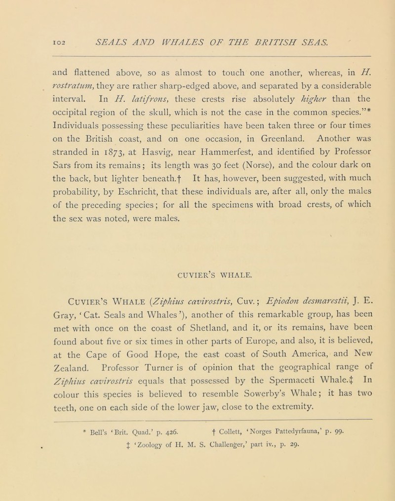 and flattened above, so as almost to touch one another, whereas, in H. rostratum, they are rather sharp-edged above, and separated by a considerable interval. In H. latifrons, these crests rise absolutely higher than the occipital region of the skull, which is not the case in the common species.”* Individuals possessing these peculiarities have been taken three or four times on the British coast, and on one occasion, in Greenland. Another was stranded in 1873, at Hasvig, near Hammerfest, and identified by Professor Sars from its remains; its length was 30 feet (Norse), and the colour dark on the back, but lighter beneath, f It has, however, been suggested, with much probability, by Eschricht, that these individuals are, after all, only the males of the preceding species; for all the specimens with broad crests, of which the sex was noted, were males. cuvier’s whale. Cuvier’s Whale (Ziphius cavirostris, Cuv.; Epiodon desmarestii, J. E. Gray, ‘ Cat. Seals and Whales ’), another of this remarkable group, has been met with once on the coast of Shetland, and it, or its remains, have been found about five or six times in other parts of Europe, and also, it is believed, at the Cape of Good Hope, the east coast of South America, and New Zealand. Professor Turner is of opinion that the geographical range of Ziphius cavirostris equals that possessed by the Spermaceti Whale.J In colour this species is believed to resemble Sowerby’s Whale; it has two teeth, one on each side of the lower jaw, close to the extremity. * Bell’s ‘Brit. Quad.’ p. 426. f Collett, ‘Norges Pattedyrfauna,’ p. 99. J ‘Zoology of H. M. S. Challenger,’ part iv., p. 29.