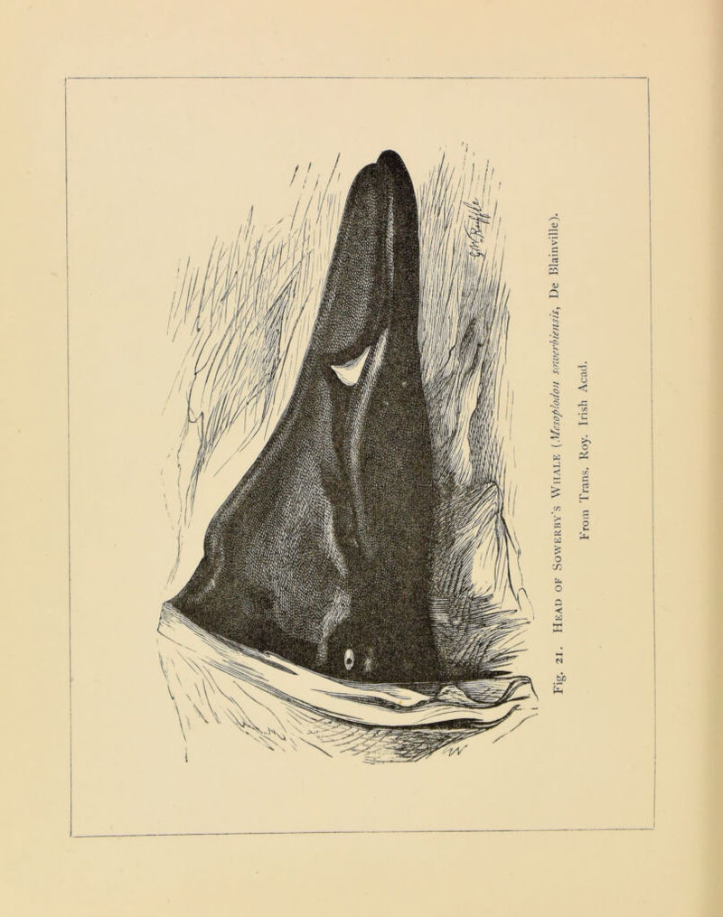 Fig. 21. Head of Sowerhy's Whale (Mesoplodon smverbiensis, De Blainville). From Trans. Roy. Irish Acad.