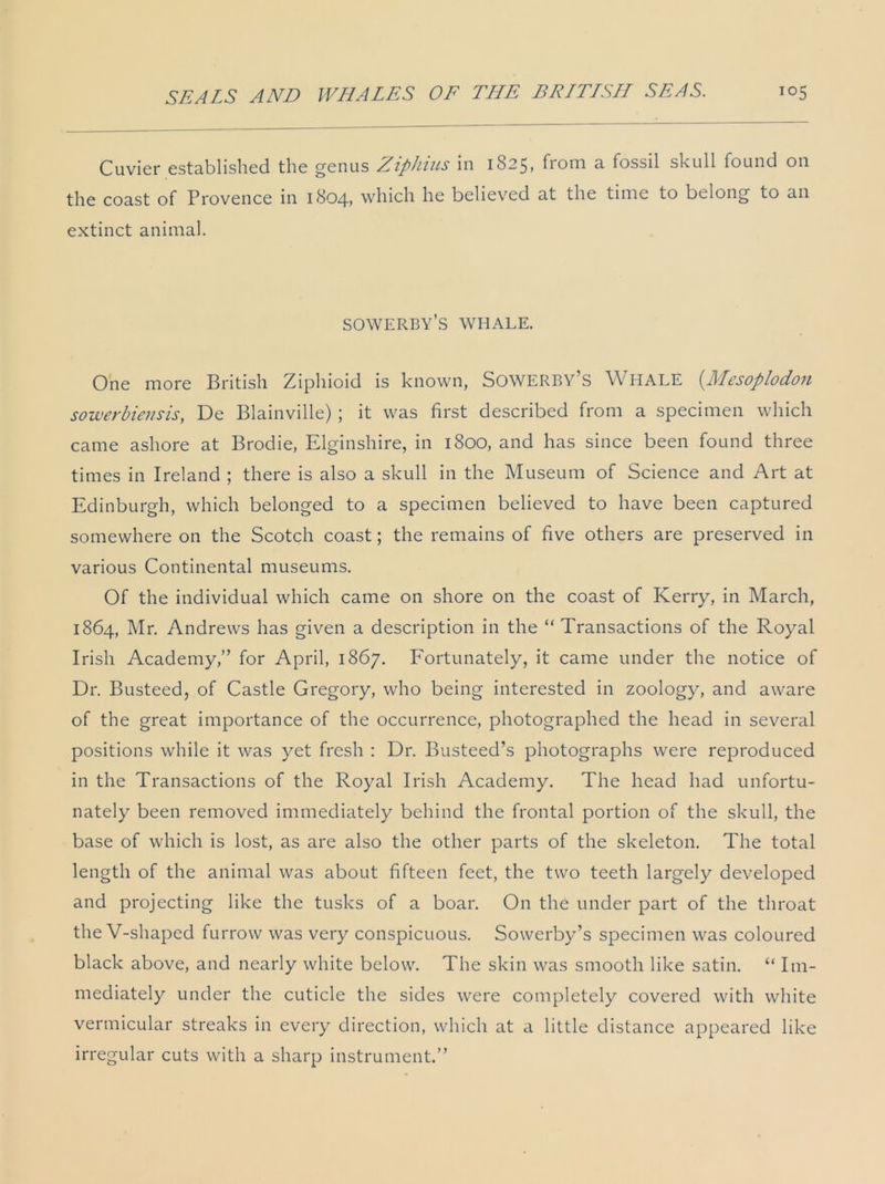 Cuvier established the genus Ziphius in 1825, from a fossil skull found on the coast of Provence in 1804* which he believed at the time to belong to an extinct animal. sowerby’s whale. One more British Ziphioid is known, Sowerby’s Whale (.Mesoplodon sowerbiensis, De Blainville); it was first described from a specimen which came ashore at Brodie, Elginshire, in 1800, and has since been found three times in Ireland ; there is also a skull in the Museum of Science and Art at Edinburgh, which belonged to a specimen believed to have been captured somewhere on the Scotch coast; the remains of five others are preserved in various Continental museums. Of the individual which came on shore on the coast of Kerry, in March, 1864, Mr. Andrews has given a description in the “ Transactions of the Royal Irish Academy,” for April, 1867. Fortunately, it came under the notice of Dr. Busteed, of Castle Gregory, who being interested in zoology, and aware of the great importance of the occurrence, photographed the head in several positions while it was yet fresh : Dr. Busteed’s photographs were reproduced in the Transactions of the Royal Irish Academy. The head had unfortu- nately been removed immediately behind the frontal portion of the skull, the base of which is lost, as are also the other parts of the skeleton. The total length of the animal was about fifteen feet, the two teeth largely developed and projecting like the tusks of a boar. On the under part of the throat the V-shaped furrow was very conspicuous. Sowerby’s specimen was coloured black above, and nearly white below. The skin was smooth like satin. “ Im- mediately under the cuticle the sides were completely covered with white vermicular streaks in every direction, which at a little distance appeared like irregular cuts with a sharp instrument.”