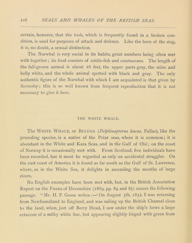 certain, however, that the tusk, which is frequently found in a broken con- dition, is used for purposes of attack and defence. Like the horn of the stag, it is, no doubt, a sexual distinction. The Narwhal is very social in its habits, great numbers being often met with together ; its food consists of cuttle-fish and crustaceans. The length of the full-grown animal is about 16 feet, the upper parts gray, the sides and belly white, and the whole animal spotted with black and gray. The only authentic figure of the Narwhal with which I am acquainted is that given by Scoresby; this is so well known from frequent reproduction that it is not necessary to give it here. THE WHITE WHALE. The White Whale, or Beluga (Delphinapterus leucas, Pallas), like the preceding species, is a native of the Polar seas, where it is common; it is abundant in the White and Kara Seas, and in the Gulf of Obi; on the coast of Norway it is occasionally met with. From Scotland, five individuals have been recorded, but it must be regarded as only an accidental straggler. On the east coast of America it is found as far south as the Gulf of St. Lawrence, where, as in the White Sea, it delights in ascending the mouths of large rivers. No English examples have been met with, but, in the British Association Report on the Fauna of Devonshire (1869, pp. 84 and 85) occurs the following passage. “Mr. H. P. Gosse writes ‘ On August 5th, 1832, I was returning from Newfoundland to England, and was sailing up the British Channel close to the land, when, just off Berry Head, I saw under the ship’s bows a large cetacean of a milky white hue, but appearing slightly tinged with green from