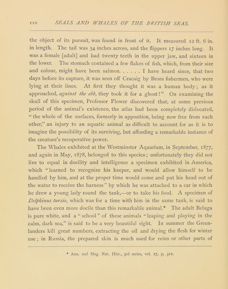 the object of its pursuit, was found in front of it. It measured 12 ft. 6 in. in length. The tail was 34 inches across, and the flippers 17 inches long. It was a female [adult] and had twenty teeth in the upper jaw, and sixteen in the lower. The stomach contained a few flakes of fish, which, from their size and colour, might have been salmon I have heard since, that two days before its capture, it was seen off Cracaig by Brora fishermen, who were lying at their lines. At first they thought it was a human body; as it approached, against the ebb, they took it for a ghost! ” On examining the skull of this specimen, Professor Flower discovered that, at some previous period of the animal’s existence, the atlas had been completely dislocated, “ the whole of the surfaces, formerly in apposition, being now free from each other,” an injury to an aquatic animal as difficult to account for as it is to imagine the possibility of its surviving, but affording a remarkable instance of the creature’s recuperative power. The Whales exhibited at the Westminster Aquarium, in September, 1877, and again in May, 1878, belonged to this species ; unfortunately they did not live to equal in docility and intelligence a specimen exhibited in America, which “ learned to recognize his keeper, and would allow himself to be handled by him, and at the proper time would come and put his head out of the water to receive the harness ” by which he was attached to a car in which he drew a young lady round the tank,—or to take his food. A specimen of Delphinus tursio, which was for a time with him in the same tank, is said to have been even more docile than this remarkable animal.* The adult Beluga is pure white, and a “ school ” of these animals “ leaping and playing in the calm, dark sea,” is said to be a very beautiful sight. In summer the Green- landers kill great numbers, extracting the oil and drying the flesh for winter use ; in Russia, the prepared skin is much used for reins or other parts of * Ann. and Mag. Nat. Hist., 3rd series, vol. 17, p, 312.