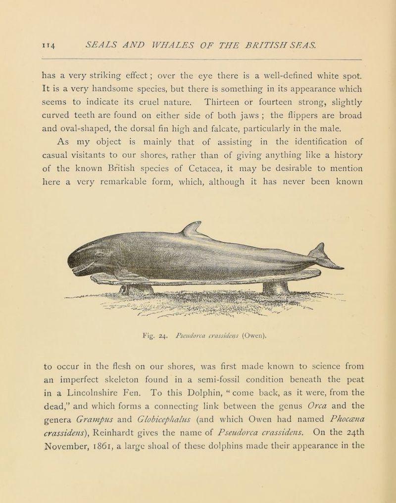 has a very striking effect; over the eye there is a well-defined white spot. It is a very handsome species, but there is something in its appearance which seems to indicate its cruel nature. Thirteen or fourteen strong, slightly curved teeth are found on either side of both jaws ; the flippers are broad and oval-shaped, the dorsal fin high and falcate, particularly in the male. As my object is mainly that of assisting in the identification of casual visitants to our shores, rather than of giving anything like a history of the known British species of Cetacea, it may be desirable to mention here a very remarkable form, which, although it has never been known Fig. 24. Pseudorca crassidens (Owen). to occur in the flesh on our shores, was first made known to science from an imperfect skeleton found in a semi-fossil condition beneath the peat in a Lincolnshire Fen. To this Dolphin, “ come back, as it were, from the dead,” and which forms a connecting link between the genus Orca and the genera Grampus and Globicephalus (and which Owen had named Phoccena crassidens), Reinhardt gives the name of Pseudorca crassidens. On the 24th November, 1861, a large shoal of these dolphins made their appearance in the