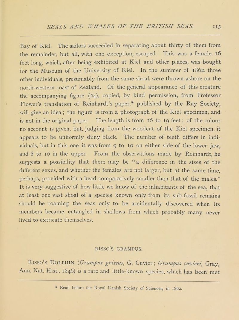 Bay of Kiel. The sailors succeeded in separating about thirty of them from the remainder, but all, with one exception, escaped. This was a female 16 feet long, which, after being exhibited at Kiel and other places, was bought for the Museum of the University of Kiel. In the summer of 1862, three other individuals, presumably from the same shoal, were thrown ashore on the north-western coast of Zealand. Of the general appearance of this creature the accompanying figure (24), copied, by kind permission, from Professor Flower’s translation of Reinhardt’s paper,* published by the Ray Society, will give an idea; the figure is from a photograph of the Kiel specimen, and is not in the original paper. The length is from 16 to 19 feet; of the colour no account is given, but, judging from the woodcut of the Kiel specimen, it appears to be uniformly shiny black. The number of teeth differs in indi- viduals, but in this one it was from 9 to 10 on either side of the lower jaw, and 8 to 10 in the upper. From the observations made by Reinhardt, he suggests a possibility that there may be “a difference in the sizes of the different sexes, and whether the females are not larger, but at the same time, perhaps, provided with a head comparatively smaller than that of the males.” It is very suggestive of how little we know of the inhabitants of the sea, that at least one vast shoal of a species known only from its sub-fossil remains should be roaming the seas only to be accidentally discovered when its members became entangled in shallows from which probably many never lived to extricate themselves. RISSO’S GRAMPUS. RlSSO’S DOLPHIN (Grampus griseus, G. Cuvier; Grampus cuvieri, Gray, Ann. Nat. Hist., 1846) is a rare and little-known species, which has been met