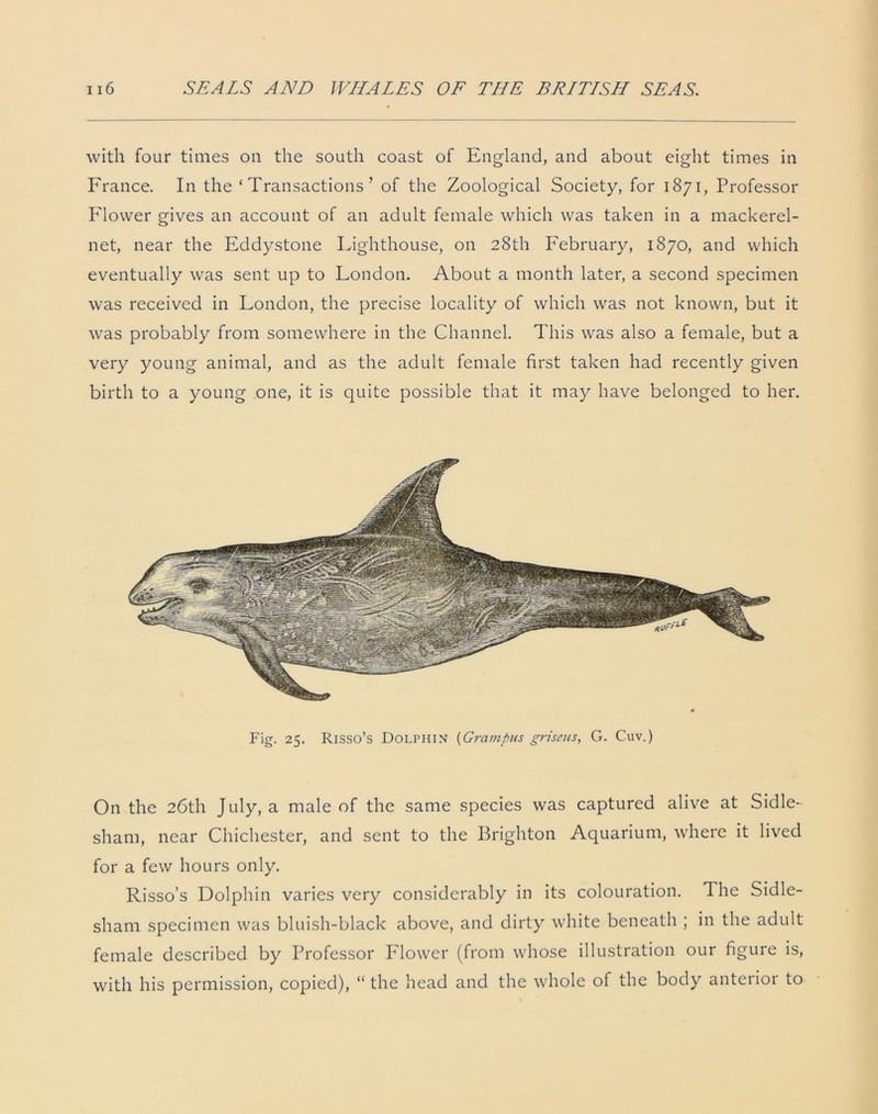 with four times on the south coast of England, and about eight times in France. In the ‘Transactions’ of the Zoological Society, for 1871, Professor Flower gives an account of an adult female which was taken in a mackerel- net, near the Eddystone Lighthouse, on 28th February, 1870, and which eventually was sent up to London. About a month later, a second specimen was received in London, the precise locality of which was not known, but it was probably from somewhere in the Channel. This was also a female, but a very young animal, and as the adult female first taken had recently given birth to a young one, it is quite possible that it may have belonged to her. Fig. 25. Risso’s Dolphin (Grampus griseus, G. Cuv.) On the 26th July, a male of the same species was captured alive at Sidle- sham, near Chichester, and sent to the Brighton Aquarium, where it lived for a few hours only. Risso’s Dolphin varies very considerably in its colouration. The Sidle- sham specimen was bluish-black above, and dirty white beneath ; in the adult female described by Professor Flower (from whose illustration our figure is, with his permission, copied), “ the head and the whole of the body anterior to