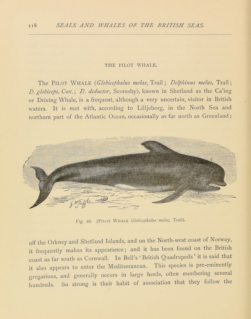 THE PILOT WHALE. The Pilot Whale (Globicephalus me las, Trail ; Delphinus melas, Trail; D. globiceps, Cuv.; D. dcductor, Scoresby), known in Shetland as the Ca’ing or Driving Whale, is a frequent, although a very uncertain, visitor in British waters. It is met with, according to Lilljeborg, in the North Sea and northern part of the Atlantic Ocean, occasionally as far north as Greenland ; Fig. 26. (PILOT Whale Globicephalus melas, Trail). off the Orkney and Shetland Islands, and on the North-west coast of Norway, it frequently makes its appearance; and it has been found on the British coast as far south as Cornwall. In Bell’s ‘ British Quadrupeds it is said that it also appears to enter the Mediterranean. This species is pre-eminently gregarious, and generally occurs in large herds, often numbering several hundreds. So strong is their habit of association that they follow the