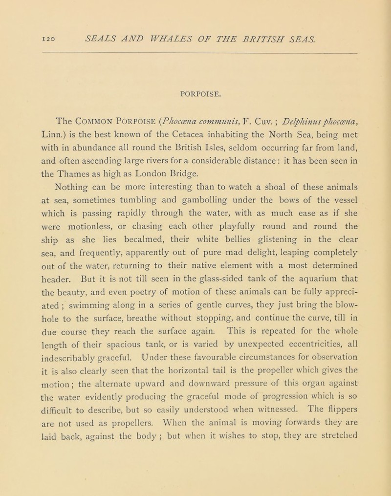 PORPOISE. The COMMON Porpoise (Phoccena communis, F. Cuv. ; Delphinusphoccena, Linn.) is the best known of the Cetacea inhabiting the North Sea, being met with in abundance all round the British Isles, seldom occurring far from land, and often ascending large rivers for a considerable distance: it has been seen in the Thames as high as London Bridge. Nothing can be more interesting than to watch a shoal of these animals at sea, sometimes tumbling and gambolling under the bows of the vessel which is passing rapidly through the water, with as much ease as if she were motionless, or chasing each other playfully round and round the ship as she lies becalmed, their white bellies glistening in the clear sea, and frequently, apparently out of pure mad delight, leaping completely out of the water, returning to their native element with a most determined header. But it is not till seen in the glass-sided tank of the aquarium that the beauty, and even poetry of motion of these animals can be fully appreci- ated ; swimming along in a series of gentle curves, they just bring the blow- hole to the surface, breathe without stopping, and continue the curve, till in due course they reach the surface again. This is repeated for the whole length of their spacious tank, or is varied by unexpected eccentricities, all indescribably graceful. Under these favourable circumstances for observation it is also clearly seen that the horizontal tail is the propeller which gives the motion ; the alternate upward and downward pressure of this organ against the water evidently producing the graceful mode of progression which is so difficult to describe, but so easily understood when witnessed. The flippers are not used as propellers. When the animal is moving forwards they are laid back, against the body ; but when it wishes to stop, they are stretched
