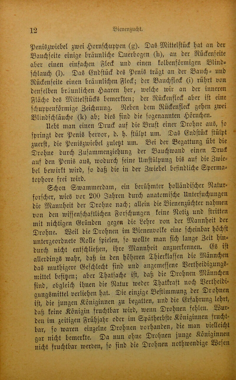 speniggmiebel gmei £ornfd)uppen (g). ©ag SOMtelftücf hat an ber S3aud)feite einige bräunliche ©iterbogen (b), an ber Dlücfen]eite aber einen einfachen %kd unb einen fadenförmigen 23ltnbs fd;land) (1). ©ag (Snbftücf beg $)enig trägt an ber 33aud) = «nb 3Rücfen[ette einen bräunlichen glecf j ber 23aud)ftecf (i) rührt aon benfelben bräunlid)en paaren I;er, ineiche mir an ber inneren glätte beg 5Dlittelftüdfö bemerften; ber Oiücfenflecf aber ift eine fd)uppenförntige 3eid)nung. sieben betn Olücfenflecf gehen gmei S3linbfd)läud)e (k) ab; bieg finb bie fogenannten £örnd)en. Hebt man einen ©rucf auf bie 23ruft einer ©rahne auS^ fo bringt ber 9)enig hernor, b. h- plpt um. ©ag ©nbftiid ftül'pt juerft, bie $>eniggmiebel gulefct um. 23ei ber Begattung übt bie ©rahne burd) Sufammengiehung ber 23aud)manb einen ©rud auf ben $Penig aug, moburd) feine Umftütpung big auf bie 3mie= bet bemtrft mirb, fo bat bie in ber Smiebel befinblid)e Sperma' tap^ore frei mirb. ©cpon Smammerbam, ein berühmter hDÜänbi[d>er Olatur* forfcher, mieg not 200 Satmen burd) anatomifd;e Unterfuchungen bie SDcannheit ber ©rahne nad); allein bie 0ienengüd)ter nahmen non ben mif[en[<&aftli<$en gorföungen feine «Kotig unb ftritten mit nichtigen ©rünben gegen bie Sehre non ber Mannheit bet ©rahne. Sßeil bie ©rahnen im SSienenuolfe eine f^einbar hW untergearbnete SRotte fielen, fo maßte man fid; lange Seit hfo* burd) nicht entfalteten, ihre Mannheit anguetfennen. ©g tft aUerbingg mahr, bat in ben h%ren ©h^ei'^affen Männchen bag muthigere ©e|d)led)t finb unb angemeffene »ertheibifiungfi- mittel befifcen; aber ift, bat bie ©rahnen Männchen finb, obgleich ihnen bie SRatur meber Shatfeaft nad) 23ertl)etbt* gunggmittel nerliehen hat. ©te einzige Seftimmung ber ©rahnen ift, bie jungen Königinnen gu begatten, unb bie Erfahrung lehrt, bat feine Königin fruchtbar mirb, menn ©rahnen fehlen. Sßur. ben im geitigen grühjahr ober im Spätherbfte Königinnen f ru$i- bar, fo maren einzelne ©rahnen »orhanben, bte man^meUet^t gar nid)t bemerfte. ©a nun ol)ne ©rahnen junge fontginnen nicht fruchtbar merben, fo finb bie ©rahnen nothmenbtge Söefen