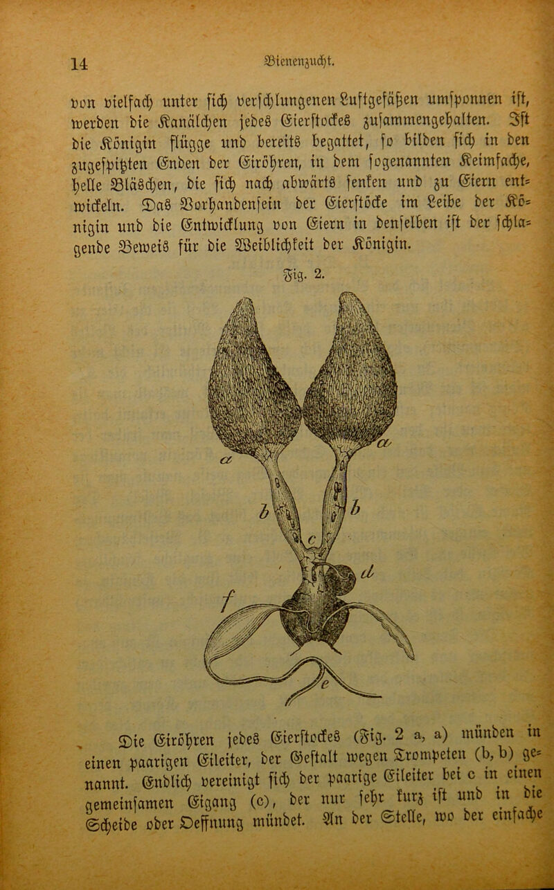 non nielfad; unter ftd; tterfdjlungenen Suftgefä&en umtyonnen ift, werben bie $anäld;en jebeö (SierftocfeS sulammengefjalten. 3ft bie Königin flügge unb bereits begattet, fo bilben ftd; in ben äugelten (Snben ber (Stroben, in bem fogenannten Äeimfad)e, tyeile 23lä§d;en, bie ftd; nach abmärtö fenten unb gu (Siern ent= iuideln. £)a§ $Borf>anbenfetn ber (Sierftöcfe im 2eibe ber $5= nigin unb bie (Snttntcflung non (Stern in benfelben ift ber fcj;la= genbe SBemeiä für bie 2öeiblid;feit ber Königin. $*3- 2. 2)ie ©trösten jefceu ©erftodeä (gig. 2 a, a) tnfinbcn in 'einen paarigen ©leitet, bet ©eftalt wegen Stomfeten (b,b) ge= nannt. ©nblid) Bereinigt fi<$ bet paarige ©leitet bet c m einen getneinfamen ©gang (c), ber nnr fe^r turj ift unb in bie ©djetbe ober JDeffnung miiubet. 3>n ber ©teile, wo ber ctuiadje