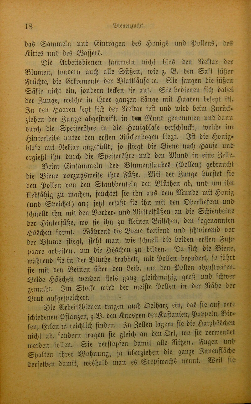 baS (Sammeln unb Einträgen be3 .fponigS unb $)oden§, be$ ^itteS unb beS SafferS. Sie Arbeitsbienen fammeln nid)t bloS beit dleftar ber- ühmten, fonbern aud) ade Sü^en, wie 3. SB. beit Saft fütjer grüßte, bie (Splremente ber «Blattläufe je. Sie fangen bie fußen Säfte nid)t ein, fonbern ledfen fie auf. Sie Bebieiten fiep habet ber Bunge, weld)e in ihrer ganzen Sänge mit paaren befeßt ift. 3n ben paaren feßt ftd) ber «fteftar feft unb Wirb beim Buriicf* gieren ber Bunge abgeftreift, in be« SJhtnb genommen unb bann bitrd) bie Speiferofyre in bie £onigblafe öerfcplucft, weld)e im $interleibe unter ben erften Oiücfenbogen liegt. 3ft bie £onig* blafe mit S^ettar angefüttt, fo fliegt bie «Biene nad) £aufe unb ergießt it;u burd) bie Speiferöpre unb ben «Diunb in eine Bede. $8eint (Stnfammeln beS «BlumenftaubeS (Rollen) gebraust bie SSiene uor$ugSweife it;re §üße. 5Jiit ber Bunge bürftet fie ben Rollen non ben Staubbeuteln ber SBlütpen ab, unb um ibn flebfäpig gu machen, feuchtet fie ilm auS bem SÄunbe mit £onig (unb Speichel) an; jeßt erfaßt fie tim mit ben Oberliefern unb fd)nellt il;n mit ben «Borber= unb «JJiittelfüßen an bie Schienbeine ber hinterfuße, wo fie il;n ju Heilten SBädcpen, ben fogenanntcn £ÖSd)en formt. «Bäprenb bie «Biene freifenb unb fdjwirrenb uor ber «Blume fliegt, fielet man, wie fd^nell bie beiben erften »uß* paare arbeiten, um bie £ßSd)en 31t hüben. Sa ftd) bie «Biene, wälircnb fie in ber S3lüt^e frabbelt, mit Rollen bepubert, fo fährt fie mit ben SBeinen itber ben Seib, um ben Rollen abjuftreifen^ «Betbe £)oSd)en werben ftetS gan$ gleichmäßig groß unb fd)wer gemacht. 3m Stocfe wirb ber nteifte Rollen in ber ^ätje ber «Brut aufgefpeidjert. Sie Arbeitsbienen tragen aud) Delparj ein, baS fie auf »er* fliebelten «Pflanzen, g. 33. ben ^noSpen ber tfaftanien, Rappeln, SBir- feit, (grien je. reicplid) ftitben. 3n Beden lagern fie bie ^arjbösd^eit nid)t ab, fonbern tragen fie gleid) an ben Ort, wo fie oerwenbet werben foden. Sie oerftopfen bamit ade Otipeit, ftugen unb Spalten ihrer «Bohnung., ja überleben bie gange Suiten fläche berfeiben bamit, meSpalb man eS StopfwacpS nennt. Seil nc