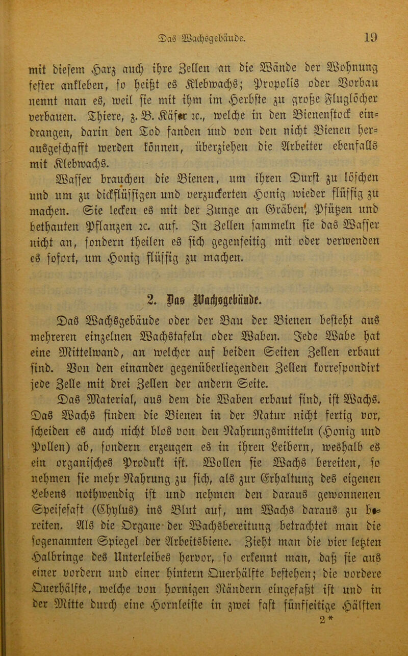 mit biefem £ar£ and; ihre Beden an bte Sßänbe ber SBcljmung fcfter anfleben, fo h<üfü eS j?tebwad;S; ^ropoliS ober SSorban nennt man eS, weil fte mit ihm im £erbfte 31t grofe Fluglöcher uerbauen. Spiere, 3. 23. ßäfit 2c., meld)e in ben 33ienenftod ein= brangen, barin ben £ob fanben nnb non beit nid)t 23ienen her= auSgefcfyafft werben fonnen, über^ie^en bie Arbeiter ebenfalls mit $Iebwad)§. Söaffer brandjen bie dienen, nm ihren £>urft §n löfd)en nnb nm 3U bidflüfftgen nnb puderten fpontg wieber flüfftg 31t ntadjen. ©ie ledeit eS mit ber Bunge an ®räben{ $Pfü£en nnb betonten ^flan^en 2c. anf. Stt Beden fammeln fie baS SSaffer nicht an, fonbern theilen eS fid) gegenfeitig mit ober oerwenben cS fofort, nm ^)ontg flüfftg 3U machen. 2* Pöö Parijsgcbnuöf. S)a8 2Bad;8gebäube ober ber 23au ber S3ienen befielt auS mehreren etngelnen 2Bact)StafeIn ober SBaben. B>ebe Sßabe l;at eine Ntittelwanb, an meiner auf beiben ©eiten Beden erbaut finb. 23on ben einanber gegenüberltegenbeit Beden forrefponbirt jeDc Bede mit brei Beden ber anbern ©eite. 2)aS Material, auS bem bie SBaben erbaut finb, ift 3Bad)8. 2)aS 2ßad)S finben bie 33tenen in ber Statur nicht fertig nor, fcheiben eS and) nicfyt bloß non ben Nahrungsmitteln (fpontg nnb sJ)oden) ab, fonbern erzeugen eS in ihren Seibern, weshalb e§ etn organtfd)eS fProbuft ift. SBoden fie SßadjS bereiten, fo nehmen fie mehr Nahrung £u ftd;, als gitr Erhaltung beS eigenen SebenS nothwenbig ift nnb nehmen ben baranS gewonnenen ©peifefaft ((ShpluS) inS 5Blut anf, nm SBad;S baranS 31t bt= reiten. 9118 bte Organe-ber 2Bad;Sbereitung betrachtet matt bie fegenannten ©piegel ber Arbeitsbiene. Bteht man bie nter lebten <£)albringe beS Unterleibes h^rnor, fo erfeunt man, baf fte auS einer norbent nnb einer hdttent Quer'hätfte beftel;en; bie oorbere Gnerhälfte, weld;e Don hornigen Närtbern etngefafd ift nnb in ber Niitte burd; eine «fpornleifte in £Wet faft fimffeitige Hälften 2 *