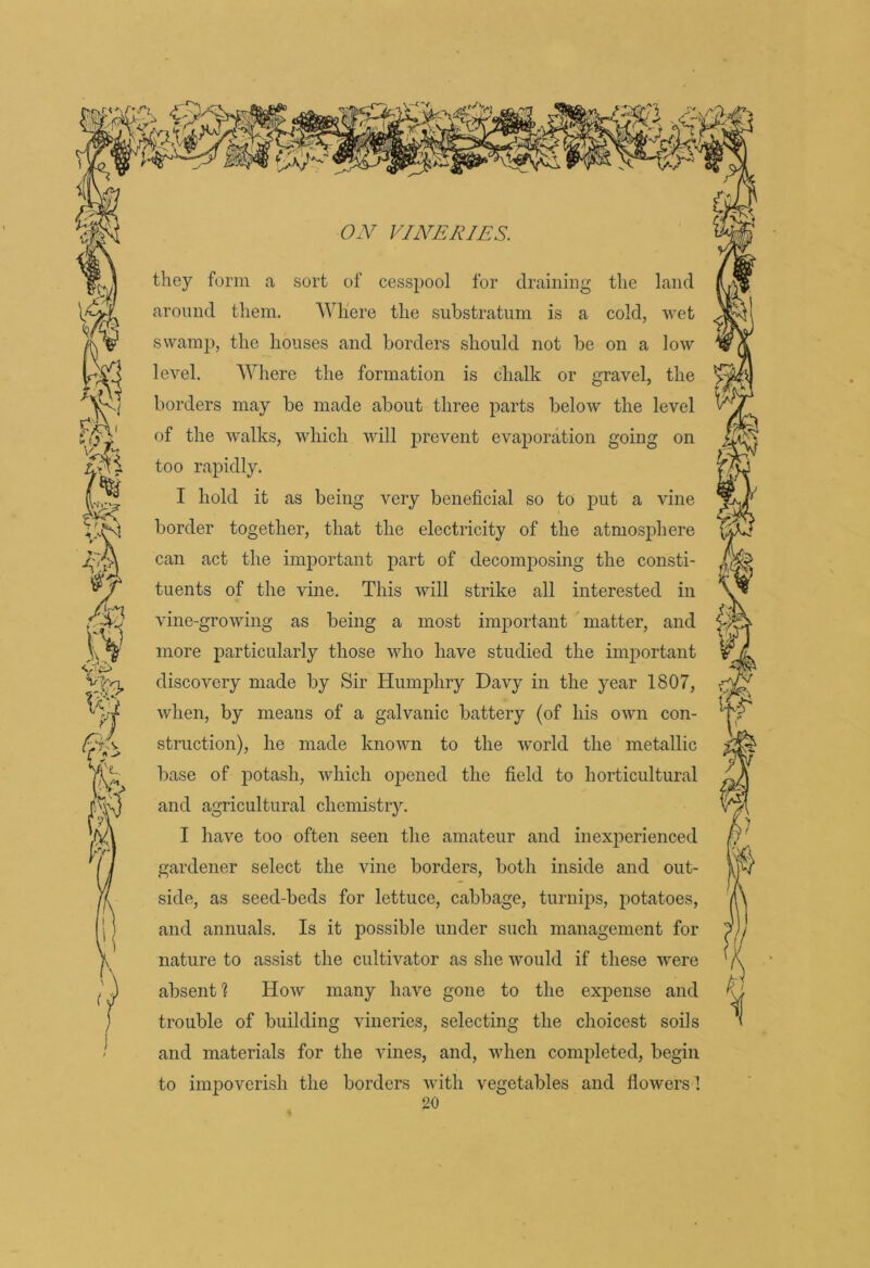 they form a sort of cesspool for draining the land around them. Where the substratum is a cold, wet swamp, the houses and borders should not be on a low level. Where the formation is chalk or gravel, the borders may be made about three parts below the level of the walks, which will jjrevent evaporation going on too rapidly. I hold it as being very beneficial so to put a vine border together, that the electricity of the atmosphere can act the important part of decomposing the consti- tuents of the vine. This will strike all interested in vine-growing as being a most important matter, and more particularly those who have studied the important discovery made by Sir Humphry Davy in the year 1807, when, by means of a galvanic battery (of his own con- struction), he made known to the world the metallic base of potash, which opened the field to horticultural and agricultural chemistry. I have too often seen the amateur and inexperienced gardener select the vine borders, both inside and out- side, as seed-beds for lettuce, cabbage, turnips, potatoes, and annuals. Is it possible under such management for nature to assist the cultivator as she would if these were absent] How many have gone to the expense and trouble of building vineries, selecting the choicest soils and materials for the vines, and, when completed, begin to impoverish the borders with vegetables and flowers !