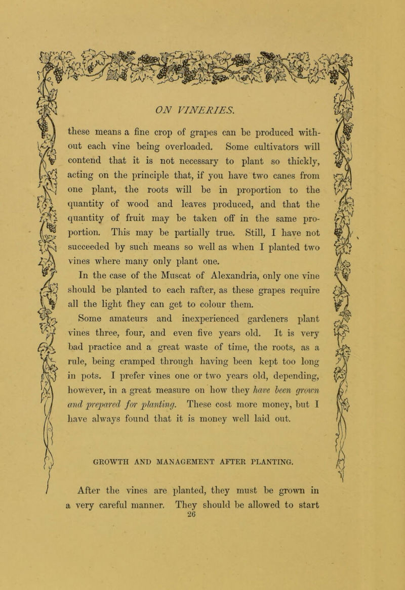 these means a fine crop of grapes can be produced with- out each vine being overloaded. Some cultivators will contend that it is not necessary to plant so thickly, acting on the principle that, if you have two canes from one plant, the roots will be in proportion to the succeeded by such means so well as when I planted two vines where many only plant one. In the case of the Muscat of Alexandria, only one vine should be planted to each rafter, as these grapes require all the light they can get to colour them. Some amateurs and inexperienced gardeners plant vines three, four, and even five years old. It is very bad practice and a great Avaste of time, the roots, as a rule, being cramped through having been kept too long / in pots. I prefer vines one or tAvo years old, depending. and p'epared for planting. These cost more money, but I have ahvays found that it is money Avell laid out. After the vines are planted, they must be groAAUi in a very careful manner. They should be alloAved to start