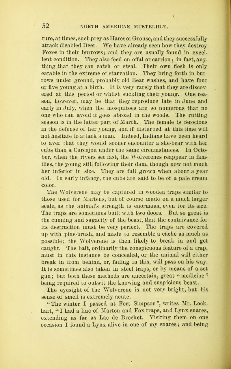 ture, at times, such prey as Hares or Grouse, and they successfully attack disabled Deer. We have already seen how they destroy Foxes in their burrows; and they are usually found in excel- lent condition. They also feed on offal or carrion; in fact, any- thing that they can catch or steal. Their own flesh is only eatable in the extreme of starvation. They bring forth in bur- rows under ground, probably old Bear washes, and have four or flve young at a birth. It is very rarely that they are discov- ered at this period or whilst suckling their young. One rea- son, however, may be that they reproduce late in June and early in July, when the mosquitoes are so numerous that no one who can avoid it goes abroad in the woods. The rutting season is in the latter part of March. The female is ferocious in the defense of her young, and if disturbed at this time will not hesitate to attack a man. Indeed, Indians have been heard to aver that they would sooner encounter a she-bear with her cubs than a Carcajou under the same circumstances. In Octo- ber, when the rivers set fast, the Wolverenes reappear in fam- ilies, the young still following their dam, though now not much her inferior in size. They are full grown when about a year old. In early infancy, the cubs are said to be of a pale cream color. The Wolverene may be captured in wooden traps similar to those used for Martens, but of course made on a much larger scale, as the animaFs strength is enormous, even for its size. The traps are sometimes built with two doors. But so great is the cunning and sagacity of the beast, that the contrivance for its destruction must be very perfect. The traps are covered up with pine-brush, and made to resemble a cache as much as possible; the Wolverene is then likely to break in and get caught. The bait, ordinarily the conspicuous feature of a trap, must in this instance be concealed, or the animal will either break in from behind, or, failing in this, will pass on his way. It is sometimes also taken in steel traps, or by means of a set gun; but both these methods are uncertain, great “medicine” being required to outwit the knowing and suspicious beast. The eyesight of the Wolverene is not very bright, but his sense of smell is extremely acute. “The winter I passed at Fort Simpson”, writes Mr. Lock- hart, “ I had a line of Marten and Fox traps, and Lynx snares, extending as far as Lac de Brochet. Yisiting them on one occasion I found a Lynx alive in one of my snares; and being