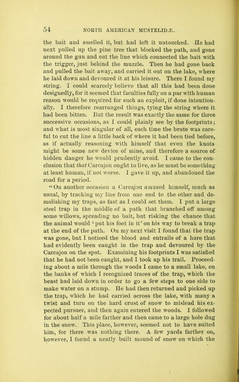 the bait and smelled it, but had left it untouched. He had next pulled up the pine tree that blocked the path, and gone around the gun and cut the line which connected the bait with the trigger, just behind the muzzle. Then he had gone back and pulled the bait away, and carried it out on the lake, where he laid down and devoured it at his leisure. There I found my string. I could scarcely believe that all this had been done designedly, for it seemed that faculties fully on a par with human reason would be required for such an exploit, if done intention- ally. I therefore rearranged things, tying the string where it had been bitten. But the result was exactly the same for three successive occasions, as I could plainly see by the footprints, and what is most singular of all, each time the brute was care- ful to cut the line a little back of where it had been tied before, as if actually reasoning with himself that even the knots might be some new device of mine, and therefore a source of hidden danger he would prudently avoid. I came to the con- clusion that that Carcajou ought to live, as he must be something at least human, if not worse. I gave it up, and abandoned the road for a period. ‘‘On another occasion a Carcajou amused himself, much as usual, by tracking my line from one end to the other and de- molishing my traps, as fast as I could set them. I put a large steel trap in the middle of a path that branched off among some willows, spreading no bait, but risking the chance that the animal would ‘ put his foot in it’ on his way to break a trap at the end of the path. On my next visit I found that the trap was gone, but I noticed the blood and entrails of a hare that had evidently been caught in the trap and devoured by the Carcajou on the spot. Examining his footprints I was satisfied that he had not been caught, and I took up his trail. Proceed- ing about a mile through the woods I came to a small lake, on the banks of which I recognized traces of the trap, which the beast had laid down in order to go a few steps to one side to make water on a stump. He had then returned and picked up the trap, which he had carried across the lake, with many a twist and turn on the hard crust of snow to mislead his ex- pected pursuer, and then again entered the woods. I followed for about half a mile farther and then came to a large hole dug in the snow. This place, however, seemed not to have suited him, for there was nothing there. A few yards farther on, however, I found a neatly built mound of snow on which the