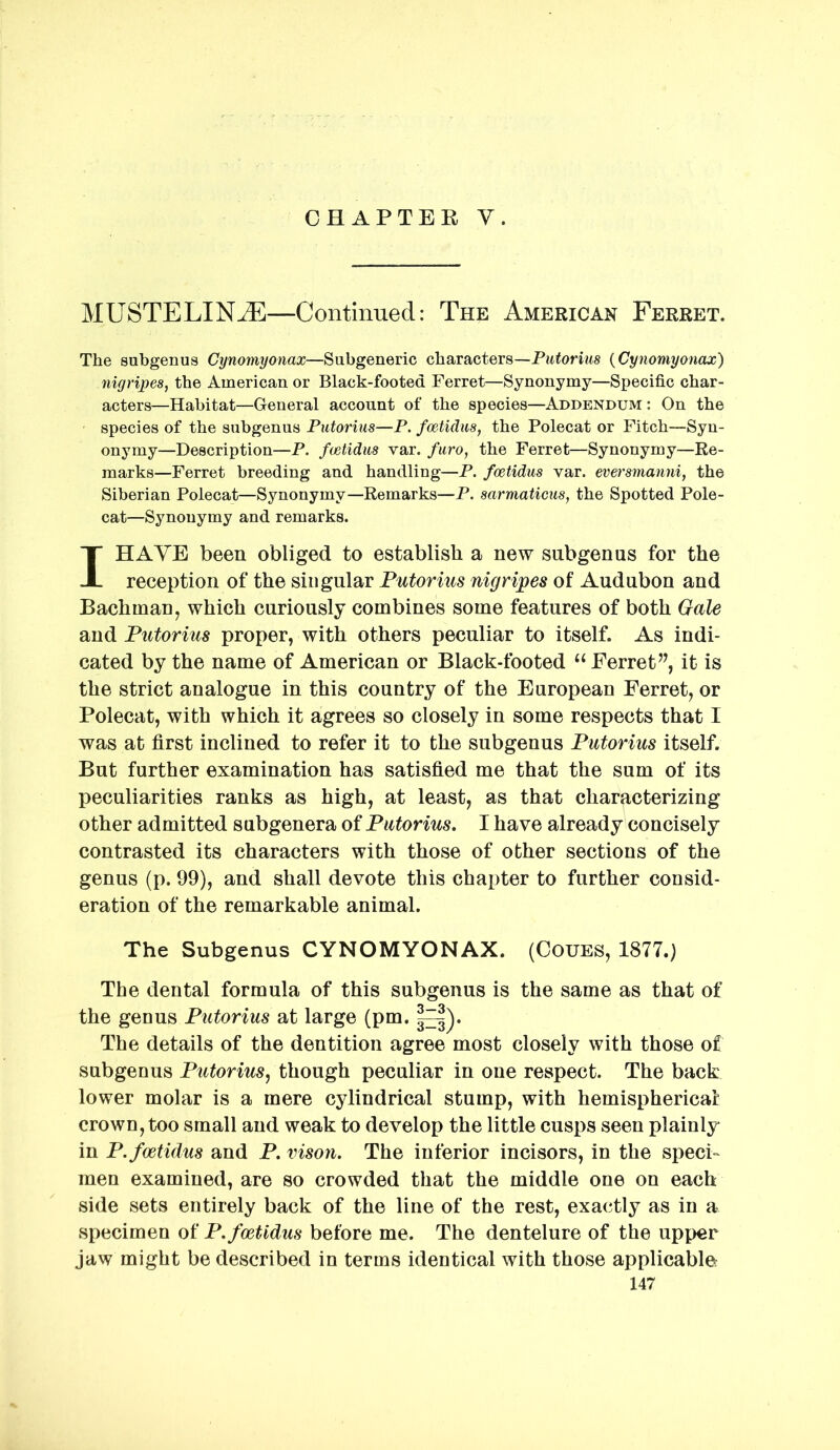 CHAPTEE y. MUSTELINE—Continued: The American Ferret. The suhgenus Cynomyonax—Siibgeneric characters—Pitiorhts {Cynomyonax) nigripes, the American or Black-footed Ferret—Synonymy—Specific char- acters—Habitat—General account of the species—Addendum : On the species of the subgenus Putorius—P. foetidus, the Polecat or Fitch—Syn- onymy—Description—P. fcetidiis var. furo, the Ferret—Synonymy—Re- marks—Ferret breeding and handling—P. foetidus var. exersmanni, the Siberian Polecat—Synonymy—Remarks—P. sarmaticus, the Spotted Pole- cat—Synonymy and remarks. I HAVE been obliged to establish a new sub gen us for the reception of the singular Putorius nigripes of Audubon and Bachman, which curiously combines some features of both Gale and Putorius proper, with others peculiar to itself. As indi- cated by the name of American or Black-footed “ Ferret’^, it is the strict analogue in this country of the European Ferret, or Polecat, with which it agrees so closely in some respects that I was at first inclined to refer it to the subgenus Putorius itself. But further examination has satisfied me that the sum of its peculiarities ranks as high, at least, as that characterizing other admitted subgenera of Putorius. I have already concisely contrasted its characters with those of other sections of the genus (p. 99), and shall devote this chapter to further consid- eration of the remarkable animal. The Subgenus CYNOMYONAX. (Ooues, 1877.) The dental formula of this subgenus is the same as that of the genus Putorius at large (pm. The details of the dentition agree most closely with those of subgenus Putorius^ though peculiar in one respect. The back lower molar is a mere cylindrical stump, with hemispherical crown, too small and weak to develop the little cusps seen plainly in P. foetidus and P. vison. The inferior incisors, in the speci- men examined, are so crowded that the middle one on each side sets entirely back of the line of the rest, exactly as in a specimen of P. foetidus before me. The dentelure of the upper jaw might be described in terms identical with those applicablet