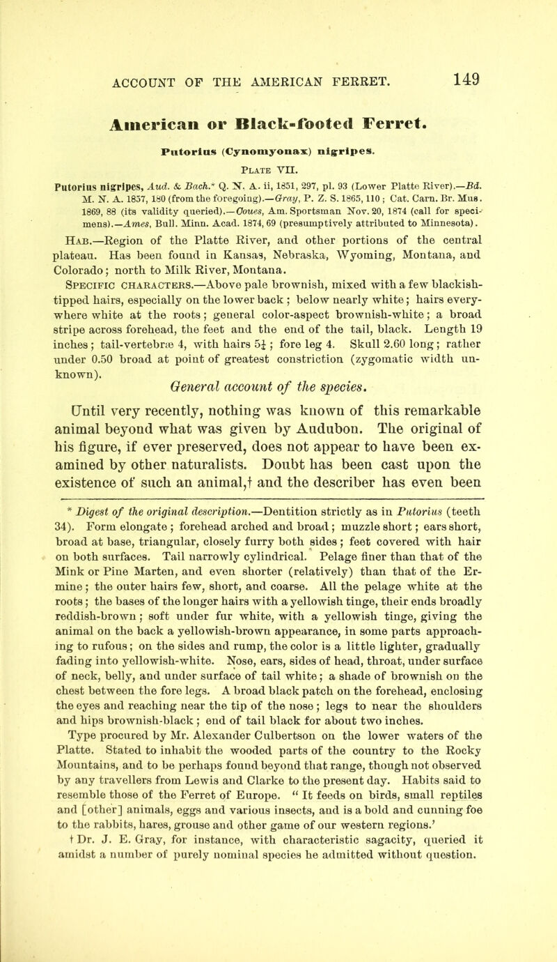 American or Black-footed Ferret. Putoritts (Cynomyonax) nigrlpes. Plate vn. Putorius nigrlpes, Aud. & Bach.* Q. N, A. ii, 1651, 297, pi. 93 (Lower Platte Biver).—Bd. M. N. A. 1857, 180 (from the foregoing).—6?ro?/, P. Z. S. 1865,110 ; Cat. Cam. Br. Mus. 1869, 88 (its validity queried).—(7owes, Am, Sportsman Nov. 20, 1874 (call for speci- mens).—Ames, Bull. Minn. Acad. 1874, 69 (presumptively attributed to Minnesota). Hab.—Region of the Platte River, and other portions of the central plateau. Has been found in Kansas, Nebraska, Wyoming, Montana, and Colorado; north to Milk River, Montana. Specific characters.—Above pale brownish, mixed with a few blackish- tipped hairs, especially on the lower back ; below nearly white; hairs every- where white at the roots; general color-aspect brownish-white; a broad stripe across forehead, the feet and the end of the tail, black. Length 19 inches; tail-vertebne 4, with hairs ; fore leg 4. Skull 2.60 long; rather under 0.50 broad at point of greatest constriction (zygomatic width un- known). General account of the species. CTntil very recently, nothing was known of this remarkable animal beyond what was given by Audubon. The original of his figure, if ever preserved, does not appear to have been ex- amined by other naturalists. Doubt has been cast upon the existence of such an animal,! and the describer has even been * Digest of the original description.—Dentition strictly as in Pntoriiis (teeth 34). Form elongate ; forehead arched and broad; muzzle short; ears short, broad at base, triangular, closely furry both sides ; feet covered with hair on both surfaces. Tail narrowly cylindrical. Pelage finer than that of the Mink or Pine Marten, and even shorter (relatively) than that of the Er- mine ; the outer hairs few, short, and coarse. All the pelage white at the roots; the bases of the longer hairs with a yellowish tinge, their ends broadly reddish-brown; soft under fur white, with a yellowish tinge, giving the animal on the back a yellowish-brown appearance, in some parts approach- ing to rufous; on the sides and rump, the color is a little lighter, gradually fading into yellowish-white. Nose, ears, sides of head, throat, under surface of neck, belly, and under surface of tail white; a shade of brownish on the chest between the fore legs. A broad black patch on the forehead, enclosing the eyes and reaching near the tip of the nose; legs to near the shoulders and hips brownish-black ; end of tail black for about two inches. Type procured by Mr. Alexander Culbertson on the lower waters of the Platte. Stated to inhabit the wooded parts of the country to the Rocky Mountains, and to be perhaps found beyond that range, though not observed by any travellers from Lewis and Clarke to the present day. Habits said to resemble those of the Ferret of Europe. “ It feeds on birds, small reptiles and [other] animals, eggs and various insects, and is a bold and cunning foe to the rabbits, hares, grouse and other game of our western regions.’ t Dr. J. E. Gray, for instance, with characteristic sagacity, queried it amidst a number of jiurely nominal species he admitted without question.