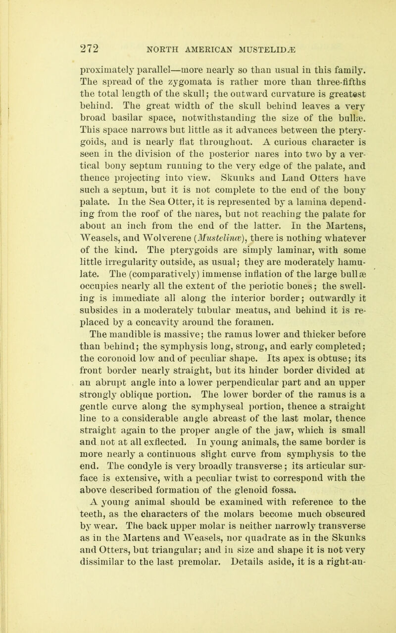 proximately parallel—more nearly so than usual in this family. The spread of the zygomata is rather more than three-fifths the total length of the skull j the outward curvature is greatest behind. The great width of the skull behind leaves a very broad basilar space, notwithstanding the size of the ballm. This space narrows but little as it advances between the ptery- goids, and is nearly fiat throughout. A curious character is seen in the division of the posterior nares into two by a ver- tical bony septum running to the very edge of the palate, and thence projecting into view. Skunks and Land Otters have such a septum, but it is not complete to the end of the bony palate. In the Sea Otter, it is represented by a lamina depend- ing from the roof of the nhres, but not reaching the palate for about an inch from the end of the latter. In the Martens, Weasels, and Wolverene {Mustelince)^ there is nothing whatever of the kind. The pterygoids are simply laminar, with some little irregularity outside, as usual j they are moderately hamu- late. The (comparatively) immense inflation of the large bullae occupies nearly all the extent of the periotic bones j the swell- ing is immediate all along the interior border j outwardly it subsides in a moderately tubular meatus, and behind it is re- placed by a concavity around the foramen. The mandible is massive; the ramus lower and thicker before than behind; the symphysis long, strong, and early completed; the coronoid low and of peculiar shape. Its apex is obtuse; its front border nearly straight, but its hinder border divided at an abrupt angle into a lower perpendicular part and an upper strongly oblique portion. The lower border of the ramus is a gentle curve along the symphyseal portion, thence a straight line to a considerable angle abreast of the last molar, thence straight again to the proper angle of the jaw, which is small and not at all exfiected. In young animals, the same border is more nearly a continuous slight curve from symphysis to the end. The condyle is very broadly transverse; its articular sur- face is extensive, with a peculiar twist to correspond with the above described formation of the glenoid fossa. A young animal should be examined with reference to the teeth, as the characters of the molars become much obscured by wear. The back upper molar is neither narrowly transverse as in the Martens and Weasels, nor quadrate as in the Skunks and Otters, but triangular; and in size and shape it is not very dissimilar to the last premolar. Details aside, it is a right-an-