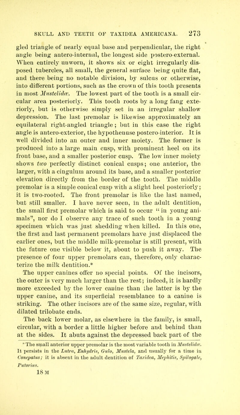 gled triaugle of nearly equal base aud perpendicular, the right angle being antero-internal, the longest side postero external. When entirely unworn, it shows six or eight irregularly dis- posed tubercles, all small, the general surface being quite flat, aud there being no notable division, by sulcus or otherwise, into difterent portions, such as the crown of this tooth presents in most M^lstelida\ The lowest part of the tooth is a small cir- cular area posteriorly. This tooth roots by a long fang exte- riorly, but is otherwise simply set in an irregular shallow depression. The last premolar is likewise approximately an equilateral right-angled triaugle; but in this case the right angle is autero-exterior, the hypothenuse postero-interior. It is well divided into an outer and inner moiety. The former is produced into a large main cusp, with prominent heel on its front base, and a smaller posterior cusp. The low inner moiety shows two perfectly distinct conical cusps; one anterior, the larger, with a cingulum around its base, and a smaller posterior elevmtion directly from the border of the tooth. The middle premolar is a simple conical cusp with a slight heel posteriorly; it is two-rooted. The front premolar is like the last named, but still smaller. I have never seen, in the adult dentition, the small first premolar which is said to occur ‘‘ in young ani- mals”, nor do I observe any trace of such tooth in a young specimen which was just shedding when killed. In this one, the first and last permanent premolars have just displaced the earlier ones, but the middle milk-premolar is still present, with, the future one visible below it, about to push it away. The presence of four upper premolars can, therefore, only charac- terize the milk dentition.* The upper canines offer no special points. Of the incisors, the outer is very much larger than the rest; indeed, it is hardly more exceeded by the lower canine than the latter is by the upper canine, and its superficial resemblance to a canine is striking. The other incisors are of the same size, regular, with dilated trilobate ends. The back lower molar, as elsewhere in the family, is small, circular, with a border a little higher before and behind than at the sides. It abuts against the depressed back part of the * The small anterior upper premolar is the most variable tooth in Mustelidce. It persists in the Lutra, Enhydris, Gulo, Mustela, and usually for a time in Conepatus; it is absent in the adult dentition of Taxidea, Mephitis, SpilogaJe, Putoriiis. 18 M
