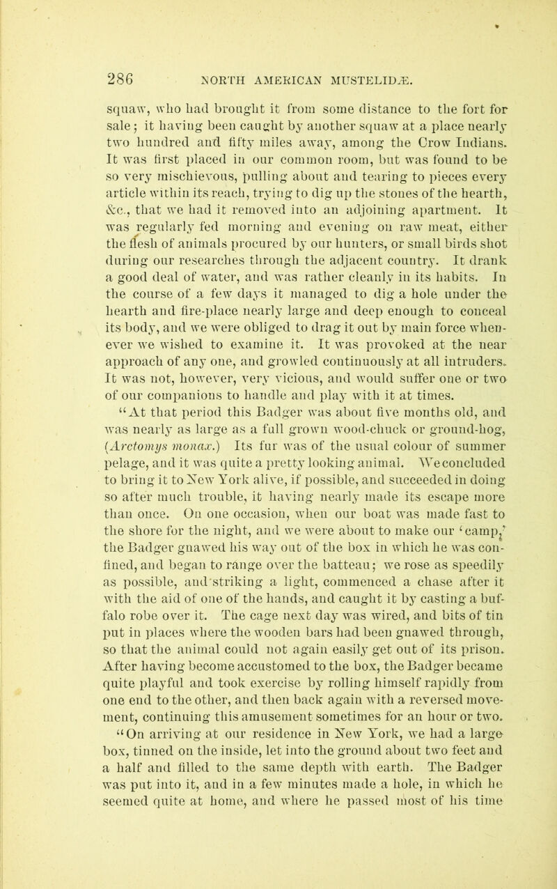 squaw, who had brought it from some distance to the fort for sale 5 it having been caught by another squaw at a place nearly two hundred and fifty miles away, among the Crow Indians. It was first placed in our common room, but was found to be so very mischievous, pulling about and tearing to pieces every article within its reach, trying to dig up the stones of the hearth, &c,, that we had it removed into an adjoining apartment. It was regularly fed morning and evening on raw^ meat, either the flesh of animals procured by our hunters, or small birds shot during our researches through the adjacent country. It drank a good deal of water, and was rather cleanly in its habits. In the course of a few days it managed to dig a hole under the hearth and fire-place nearly large and deep enough to conceal its body, and we were obliged to drag it out by main force when- ever we wished to examine it. It was provoked at the near approach of any one, and growled continuously at all intruders. It was not, however, very vicious, and would suffer one or two of our companions to handle and play with it at times. “At that period this Badger was about five months old, and was nearly as large as a full grown wood-chuck or ground-hog, {Arctoinys monax.) Its fur was of the usual colour of summer pelage, and it was quite a pretty looking animal. We concluded to bring it to New York alive, if possible, and succeeded in doing so after much trouble, it having nearly made its escape more than once. On one occasion, when our boat was made fast to the shore for the night, and we were about to make our ^campj^ the Badger gnawed his way out of the box in which he was con- fined, and began to range over the batteau; we rose as speedily as possible, and'striking a light, commenced a chase after it with the aid of one of the hands, and caught it by casting a buf- falo robe over it. The cage next day was wired, and bits of tin l)ut in places where the wooden bars had been gnawed through, so that the animal could not again easily get out of its prison. After having become accustomed to the box, the Badger became quite playful and took exercise by rolling himself rapidly from one end to the other, and then back again with a reversed move- ment, continuing this amusement sometimes for an hour or two. “On arriving at our residence in New York, we had a large box, tinned on the inside, let into the ground about two feet and a half and filled to the same depth with earth. The Badger was put into it, and in a few minutes made a hole, in which he seemed quite at home, and where he passed most of his time