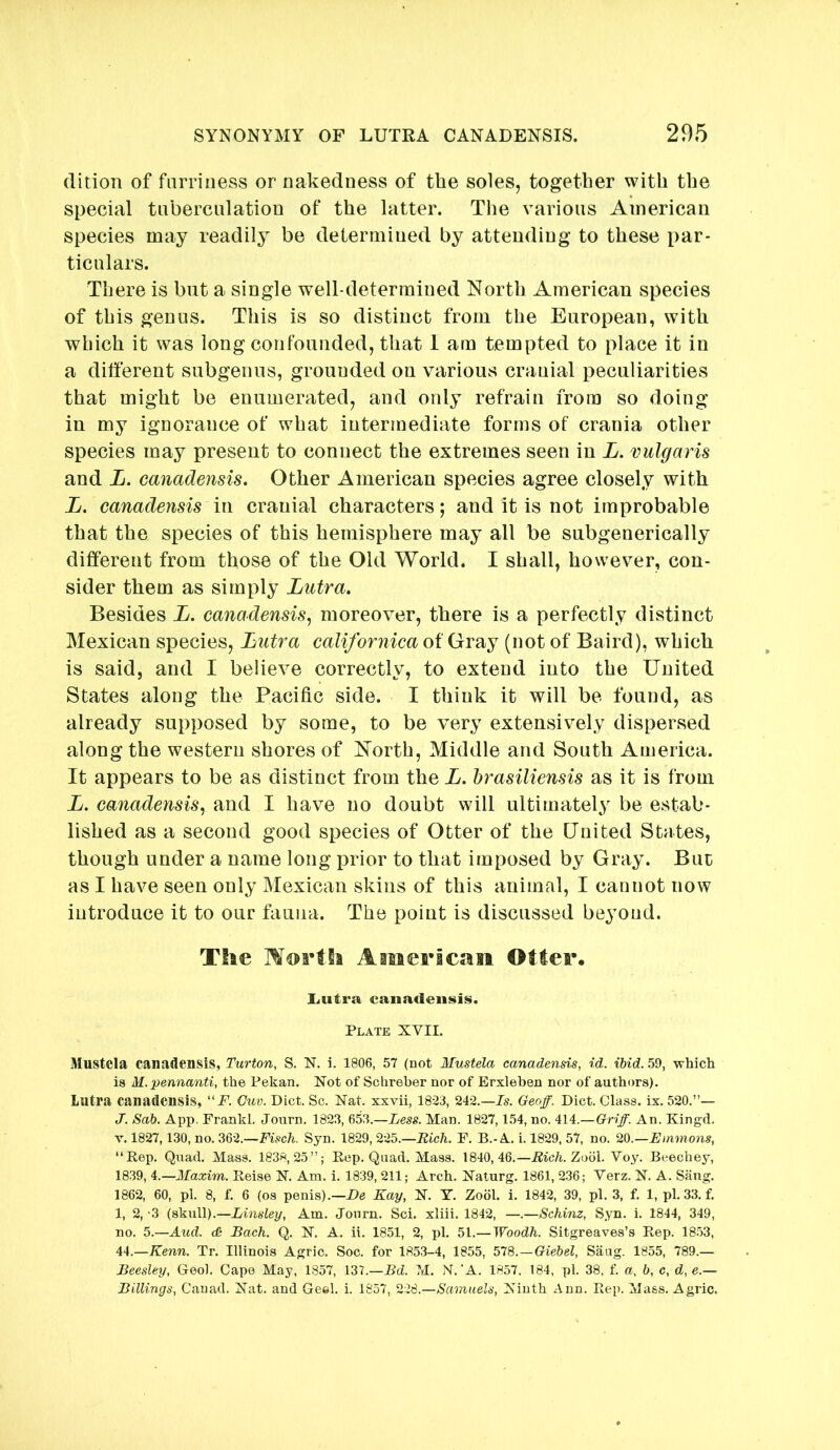 (lition of fiirriiiess or nakedness of the soles, together with the special tnberculation of the latter. Tlie various American species may readily be determined by attending to these par- ticulars. There is but a single well-determined North American species of this genus. This is so distinct from the European, with which it was long confounded, that 1 am tempted to place it in a different subgenns, grounded on various cranial peculiarities that might be enumerated, and only refrain from so doing in my ignorance of what intermediate forms of crania other species may present to connect the extremes seen in L. vulgaris and L. canadensis. Other American species agree closely with L. canadensis in cranial characters; and it is not improbable that the species of this hemisphere may all be subgenerically different from those of the Old World. I shall, however, con- sider them as simply Lutra. Besides L. canadensis^ moreover, there is a perfectly distinct Mexican species, Lutra californica of Gray (not of Baird), which is said, and I believe correctly, to extend into the United States along the Pacific side. I think it will be found, as already supposed by some, to be very extensively dispersed along the western shores of North, Middle and South America. It appears to be as distinct from the L. brasiliensis as it is from L. canadensis., and I have no doubt will ultimately be estab- lished as a second good species of Otter of the United States, though under a name long prior to that imposed by Gray. But as I have seen only Mexican skins of this animal, I cannot now introduce it to our fauna. The point is discussed beyond. The Aaiiericaia Otter. liUtra canadensis. Plate XVII. Mustela canadensis, Turton, S. N. i. 1806, 57 (not Mustela canadensis, id. ibid. 59, which is M. pennanti, the Pekan. Not of Schreber nor of Erxlehen nor of authors). Lutra canadensis, “P. Ctiv. Diet. Sc. Nat. xxvii, 18-23, 242.—Is. Geoff. Diet. Class, ix. 520.”— J. Sab. App, Frank!. Journ. 1823, 653.—Less. Man. 1827,154, no. 414.—Griff. An. Kingd. V. 1827,130, no. 362.—Fisch. Syn. 1829, 225.—Bich. F. B.-A. i. 1829, 57, no. 20.—Finmons, “Rep. Quad. Mass. 1838,25”; Rep. Quad. Mass. 1840,46.—Rich. Zooi. Yoy. Beechey, 18.39, 4.—Maxim. Reise N. Am. i. 1839, 211; Arch. Naturg. 1861, 236; Verz. N. A. Sang. 1862, 60, pi. 8, f. 6 (os penis).—De Kay, N. Y. Zodl. i. 1842, 39, pi. 3, f. 1, pi. 33. f. 1, 2, 3 (skull).—Linsley, Am. Journ. Sci. xliii. 1842, —.—Schinz, Syn. i. 1844, 349, no. 5.—And. <£ Bach. Q. N. A. it. 1851, 2, pi. 51.—Woodh. Sitgreaves’s Rep. 1853, 44.—Kenn. Tr. Illinois Agric. Soc. for 1853-4, 1855, 518.—Giebel, Saug. 1855, 789.— Beesley, Geol. Cape May, 1857, 137.—Bd. M. N. 'A. 1857. 184, pi. 38, f. a, b, c, d, e.— Billings, Canad. Nat. and Geel. i. 1857, 228.—Samuels, Ninth Ann. Rep. Mass. Agric.