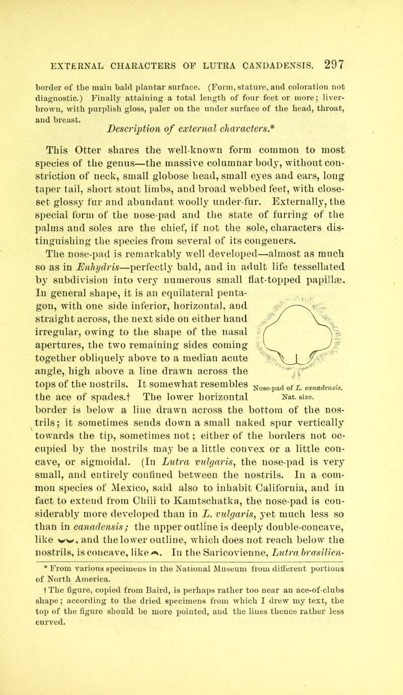 border of the main bald plantar surface. (Form, stature, and coloration not diagnostic.) Finally attaining a total length of four feet or more; liver- brown, with purplish gloss, paler on the under surface of the head, throat, and breast. Description of external characters.* This Otter shares the well-known form common to most species of the genus—the massive columnar body, without con- striction of neck, small globose head, small eyes and ears, long taper tail, short stout limbs, and broad webbed feet, with close- set glossy fur and abundant woolly under-fur. Externally, the special form of the nose-pad and the state of furring of the palms and soles are the chief, if not the sole, characters dis- tinguishing the species from several of its congeners. The nose-pad is remarkably well developed—almost as much so as in Enhydris—perfectly bald, and in adult life tessellated by subdivision into very numerous small flat-topped papillse. In general shape, it is an equilateral penta- gon, with one side inferior, horizontal, and straight across, the next side on either hand irregular, owing to the shape of the nasal apertures, the two remaining sides coming together obliquely above to a median acute angle, high above a line drawn across the tops of the nostrils. It somewhat resembles the ace of spades.t The lower horizontal border is below a line drawn across the bottom of the nos- trils; it sometimes sends down a small naked spur vertically towards the tip, sometimes not; either of the borders not oc- cupied by the nostrils may be a little convex or a little con- cave, or sigmoidal. (In Lutra vulgaris.^ the nose-pad is very small, and entirely confined between the nostrils. In a com- mon species of Mexico, said also to inhabit California, and in fact to extend from Chili to Kamtschatka, the nose-pad is con- siderably more developed than in L. vulgaris., yet much less so than in canadensis; the upper outline is deeply double-concave, like ww, and the lower outline, which does not reach below the nostrils, is concave, like In the Saricovienne, Lutra hrasilien- Xose-pad of L. canadensis. Xat. size. * From various specimens in the National Museum from different portions of North America. tThe figure, copied from Baird, is perhaps rather too near an ace-of-cluhs shape; according to the dried specimens from which I drew my text, the top of the figure should he more pointed, and the lines thence rather less curved.