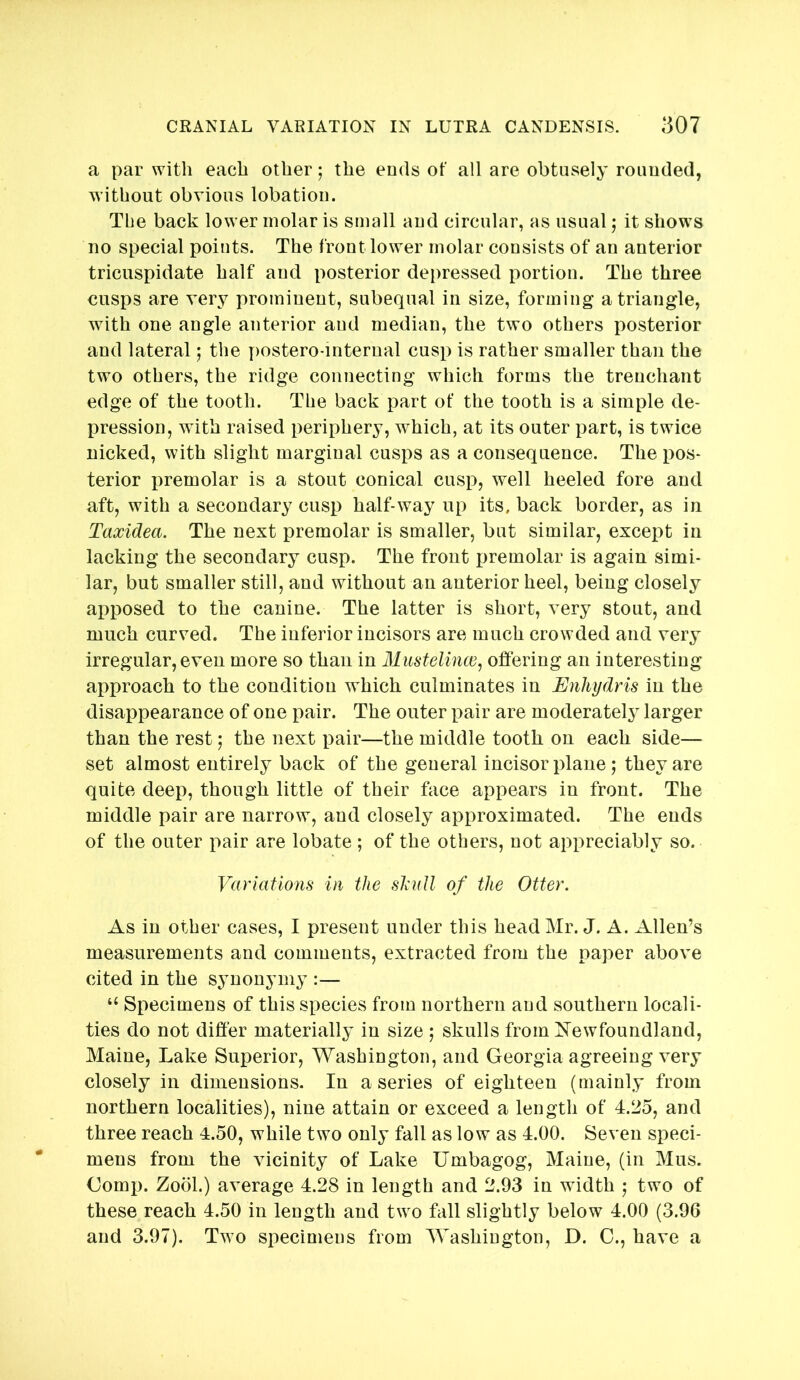 a par with each other; the ends of all are obtusely rounded, without obvious lobation. The back lower molar is small and circular, as usual 5 it shows no special points. The front lower molar consists of an anterior tricuspidate half and posterior depressed portion. The three cusps are very prominent, subequal in size, forming a triangle, with one angle anterior and median, the two others posterior and lateral; the postero-mternal cusp is rather smaller than the two others, the ridge connecting which forms the trenchant edge of the tooth. The back part of the tooth is a simple de- pression, with raised periphery, which, at its outer part, is twice nicked, with slight marginal cusps as a consequence. The pos- terior premolar is a stout conical cusp, well heeled fore and aft, with a secondary cusp half-way up its. back border, as in Taxidea. The next premolar is smaller, but similar, except in lacking the secondary cusp. The front premolar is again simi- lar, but smaller still, and without an anterior heel, being closely apposed to the canine. The latter is short, very stout, and much curved. The inferior incisors are much crowded and very irregular, even more so than in Miistelinw, offering an interesting approach to the condition which culminates in Enliydris in the disappearance of one pair. The outer pair are moderately larger than the rest; the next pair—the middle tooth on each side— set almost entirely back of the general incisor plane ; they are quite deep, though little of their face appears in front. The middle pair are narrow, and closely approximated. The ends of the outer pair are lobate ; of the others, not appreciably so. Variations in the shull of the Otter. As in other cases, I present under this head Mr. J. A. Allen’s measurements and comments, extracted from the paper above cited in the synonymy :— “ Specimens of this species from northern and southern locali- ties do not differ materially in size ; skulls from l^ewfoundland, Maine, Lake Superior, Washington, and Georgia agreeing very closely in dimensions. In a series of eighteen (mainly from northern localities), nine attain or exceed a length of 4.25, and three reach 4.50, while two only fall as low as 4.00. Seven speci- mens from the vicinity of Lake Umbagog, Maine, (in Mus. Oomp. Zool.) average 4.28 in length and 2.93 in width ,* two of these reach 4.50 in length and two fall slightly below 4.00 (3.96 and 3.97). Two specimens from Washington, D. C., have a