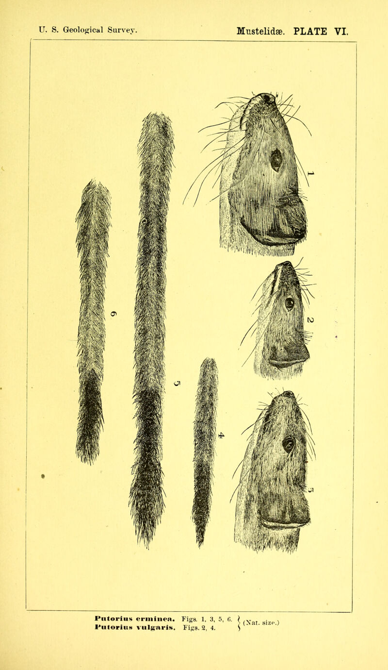 Pntorius eriiiinea. Figs. 1, 3, 5, 6. (Xat. size.)