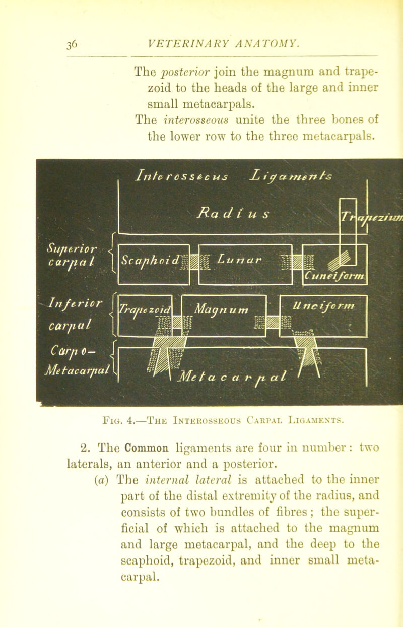 The posterior join the magnum and trape- zoid to the heads of the large and inner small metacarpals. The interosseous unite the three bones of the lower row to the three metacarpals. Fig. 4.—The Interosseous Carpal Ligaments. 2. The Common ligaments are four in number: two laterals, an anterior and a posterior. (a) The internal lateral is attached to the inner part of the distal extremity of the radius, and consists of two bundles of fibres ; the super- ficial of which is attached to the magnum and large metacarpal, and the deep to the scaphoid, trapezoid, and inner small meta- carpal.