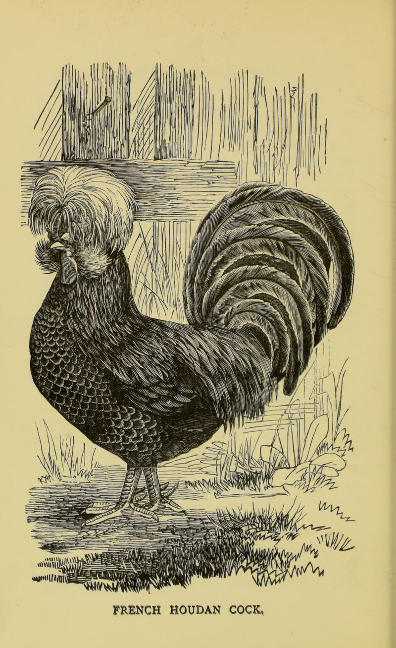 FRENCH HOUDAN COCK,