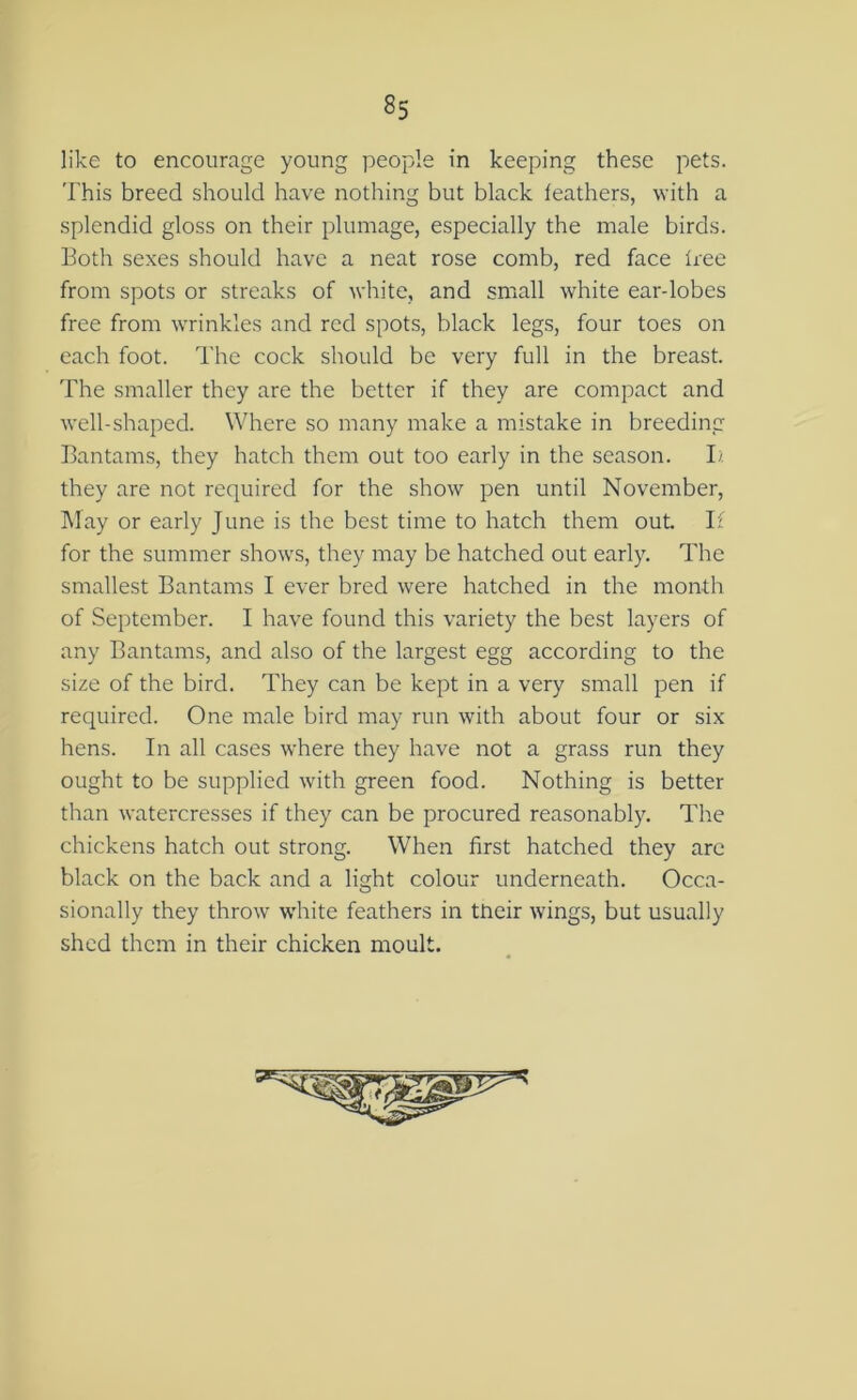 like to encourage young people in keeping these pets. This breed should have nothing but black feathers, with a splendid gloss on their plumage, especially the male birds. Both sexes should have a neat rose comb, red face free from spots or streaks of white, and small white ear-lobes free from wrinkles and red spots, black legs, four toes on each foot. The cock should be very full in the breast. The smaller they are the better if they are compact and well-shaped. Where so many make a mistake in breeding Bantams, they hatch them out too early in the season. I; they are not required for the show pen until November, May or early June is the best time to hatch them out If for the summer shows, they may be hatched out early. The smallest Bantams I ever bred were hatched in the month of September. I have found this variety the best layers of any Bantams, and also of the largest egg according to the size of the bird. They can be kept in a very small pen if required. One male bird may run with about four or six hens. In all cases where they have not a grass run they ought to be supplied with green food. Nothing is better than watercresses if they can be procured reasonably. The chickens hatch out strong. When first hatched they arc black on the back and a light colour underneath. Occa- sionally they throw white feathers in their wings, but usually shed them in their chicken moult.