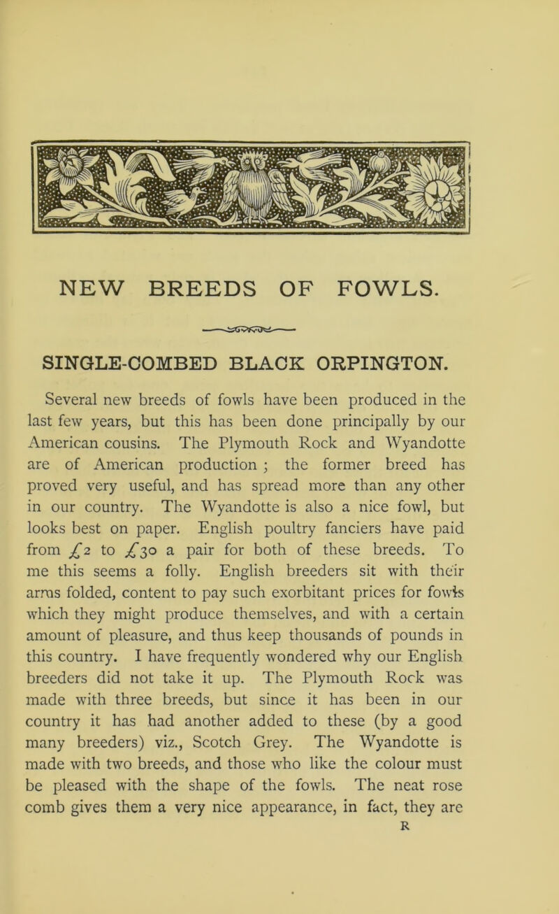 NEW BREEDS OF FOWLS. SINGLE-COMBED BLACK ORPINGTON. Several new breeds of fowls have been produced in the last few years, but this has been done principally by our American cousins. The Plymouth Rock and Wyandotte are of American production ; the former breed has proved very useful, and has spread more than any other in our country. The Wyandotte is also a nice fowl, but looks best on paper. English poultry fanciers have paid from £2 to £$o a pair for both of these breeds. To me this seems a folly. English breeders sit with their arms folded, content to pay such exorbitant prices for fowls which they might produce themselves, and with a certain amount of pleasure, and thus keep thousands of pounds in this country. I have frequently wondered why our English breeders did not take it up. The Plymouth Rock was made with three breeds, but since it has been in our country it has had another added to these (by a good many breeders) viz., Scotch Grey. The Wyandotte is made with two breeds, and those who like the colour must be pleased with the shape of the fowls. The neat rose comb gives them a very nice appearance, in fact, they arc R