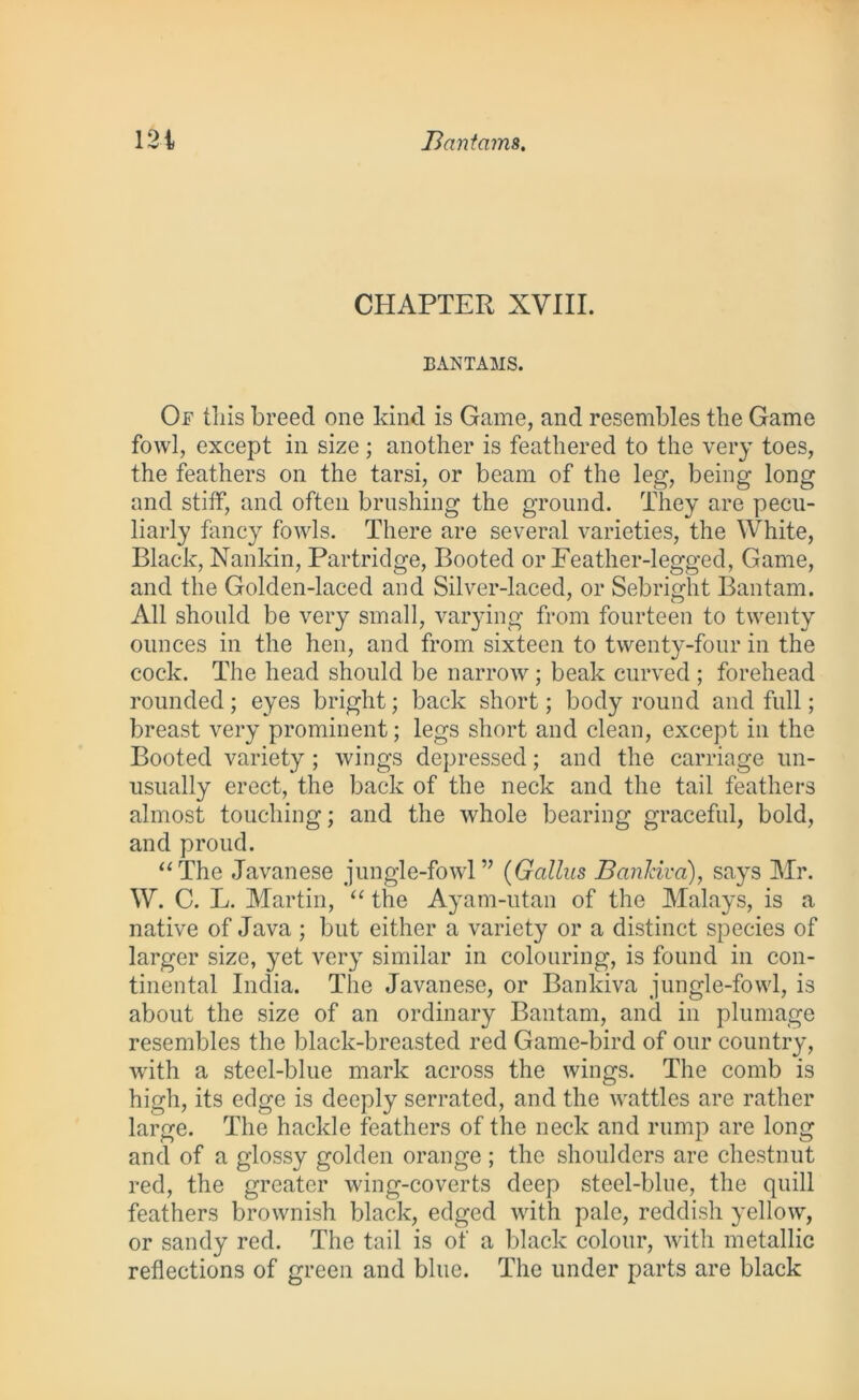 CHAPTER XVIII. BANTAMS. Of tills breed one kind is Game, and resembles the Game fowl, except in size ; another is feathered to the very toes, the feathers on the tarsi, or beam of the leg, being long and stiff, and often brushing the ground. They are pecu- liarly fancy fowls. There are several varieties, the White, Black, Nankin, Partridge, Booted or Feather-legged, Game, and the Golden-laced and Silver-laced, or Sebright Bantam. All should be very small, varying from fourteen to twenty ounces in the hen, and from sixteen to twenty-four in the cock. The head should be narrow; beak curved ; forehead rounded; eyes bright; back short; body round and full; breast very prominent; legs short and clean, except in the Booted variety; wings depressed; and the carriage un- usually erect, the back of the neck and the tail feathers almost touching; and the whole bearing graceful, bold, and proud. “The Javanese jungle-fowl” (Galius BanJciva), says Mr. W. C. L. Martin, “ the Ayam-utan of the Malays, is a native of Java ; but either a variety or a distinct species of larger size, yet very similar in colouring, is found in con- tinental India. The Javanese, or Bankiva jungle-fowl, is about the size of an ordinary Bantam, and in plumage resembles the black-breasted red Game-bird of our country, with a steel-blue mark across the wings. The comb is high, its edge is deeply serrated, and the wattles are rather large. The hackle feathers of the neck and rump are long and of a glossy golden orange ; the shoulders are chestnut red, the greater wing-coverts deep steel-blue, the quill feathers brownish black, edged with pale, reddish yellow, or sandy red. The tail is of a black colour, with metallic reflections of green and blue. The under parts are black