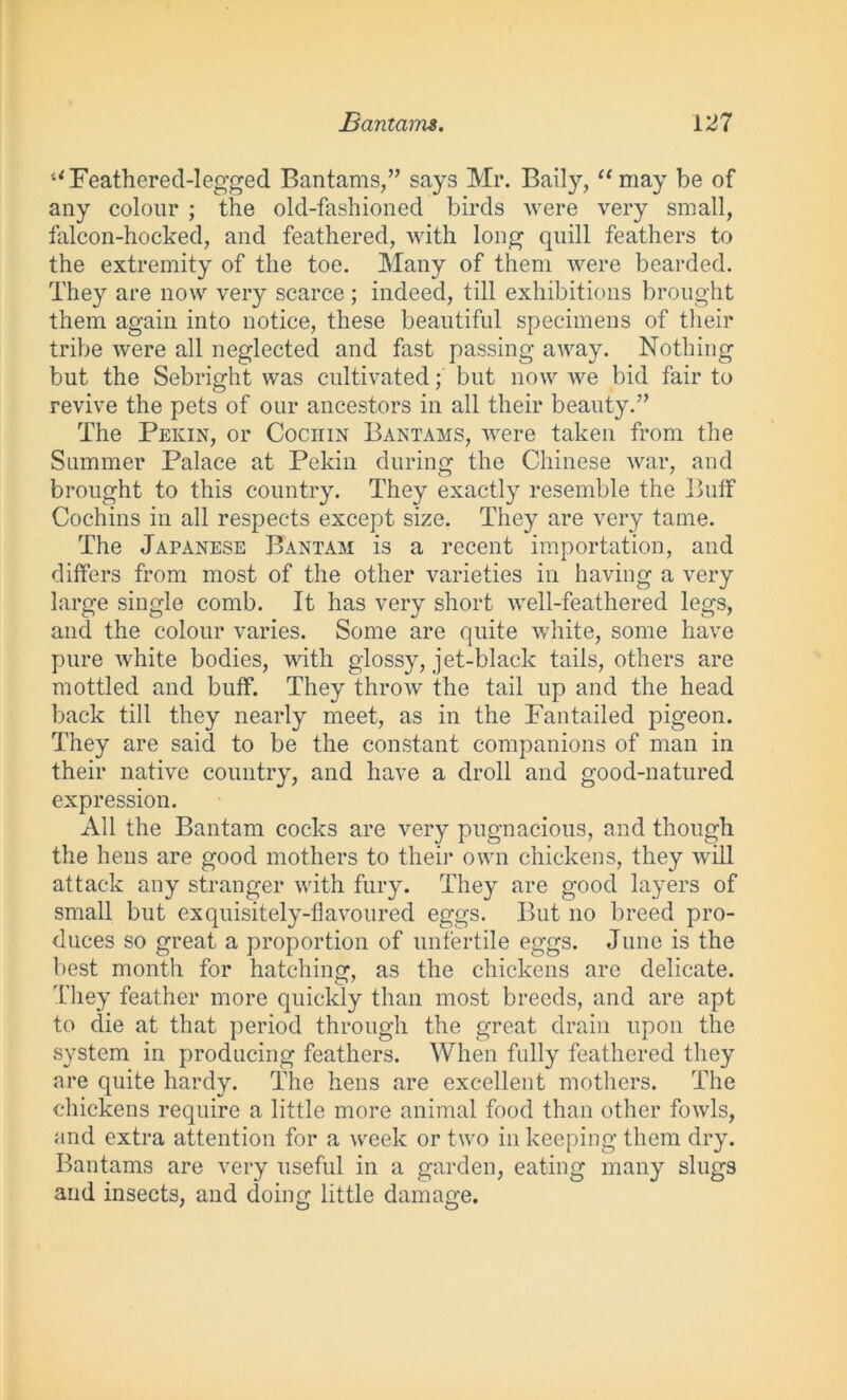 “Feathered-legged Bantams,” says Mr. Baily, “may be of any colour ; the old-fashioned birds were very small, falcon-hocked, and feathered, with long quill feathers to the extremity of the toe. Many of them were bearded. They are now very scarce; indeed, till exhibitions brought them again into notice, these beautiful specimens of their tribe were all neglected and fast passing away. Nothing but the Sebright was cultivated; but now we bid fair to revive the pets of our ancestors in all their beauty.” The Pekin, or Cochin Bantams, were taken from the Summer Palace at Pekin during the Chinese war, and brought to this country. They exactly resemble the Buff Cochins in all respects except size. They are very tame. The Japanese Bantam is a recent importation, and differs from most of the other varieties in having a very large single comb. It has very short well-feathered legs, and the colour varies. Some are quite white, some have pure white bodies, with glossy, jet-black tails, others are mottled and buff. They throw the tail up and the head back till they nearly meet, as in the Fantailed pigeon. They are said to be the constant companions of man in their native country, and have a droll and good-natured expression. All the Bantam cocks are very pugnacious, and though the hens are good mothers to their own chickens, they will attack any stranger with fury. They are good layers of small but exquisitely-flavoured eggs. But no breed pro- duces so great a proportion of unfertile eggs. June is the best month for hatching, as the chickens are delicate. They feather more quickly than most breeds, and are apt to die at that period through the great drain upon the system in producing feathers. When fully feathered they are quite hardy. The hens are excellent mothers. The chickens require a little more animal food than other fowls, and extra attention for a week or two in keeping them dry. Bantams are very useful in a garden, eating many slugs and insects, and doing little damage.