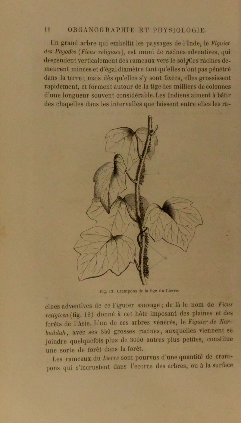 Un grand arbre qui embellit les paysages de l’Inde, le Figuier des Pagodes (Ficus religiosa), est muni de racines adventives, qui descendent verticalement des rameaux vers le solyCes racines de- meurent minces et d’égal diamètre tant qu’elles n’ont pas pénétré dans la terre; mais dès qu’elles s’y sont fixées, elles grossissent rapidement, et forment autour de la tige des milliers de colonnes d’une longueur souvent considérable.Les Indiens aiment à bâtir des chapelles dans les intervalles que laissent entre elles les ra- Fig. 13. Crampons de la tige du Lierre. cines adventives de ce Figuier sauvage; de là le nom de Ficus religiosa (fig- 12) donné à cet hôte imposant des plaines et des forêts de l’Asie. L’un de ces arbres vénérés, le Figuier de Nar- buddah, avec ses 350 grosses racines, auxquelles viennent se joindre quelquefois plus de 3000 autres plus petites, constitue une sorte de forêt dans la forêt. Les rameaux du Lierre sont pourvus d’une quantité de cram- pons qui s’incrustent dans l’écorce des arbres, ou à la surface