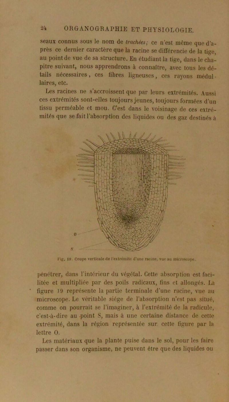 seaux connus sous le nom de trachées; ce n’est même que d’a- près ce dernier caractère que la racine se différencie de la tige, au point de vue de sa structure. En étudiant la tige, dans le cha- pitre suivant, nous apprendrons à connaître, avec tous les dé- tails nécessaires, ces libres ligneuses, ces rayons médul • laires, etc. Les racines ne saccioissent que par leurs extrémités. Aussi ces extrémités sont-elles toujours jeunes, toujours formées d’un tissu perméable et mou. C’est dans le voisinage de ces extré- mités que se fait l’absorption des liquides ou des gaz destinés à Fig. 19. Coupe verticale de l’extrémité d’une racine, vue au microscope. pénétrer, dans l'intérieur du végétal. Cette absorption est faci- litée et multipliée par des poils radicaux, lins et allongés. La figure 19 représente la partie terminale d’une racine, vue au microscope. Le véritable siège de l’absorption n’est pas situé, comme on pourrait se l’imaginer, à l’extrémité de la radicule, c'est-à-dire au -point S, mais à une certaine distance de cette extrémité, dans la région représentée sur cette figure par la lettre O. Les matériaux que la plante puise dans le sol, pour les faire passer dans son organisme, ne peuvent être que des liquides ou