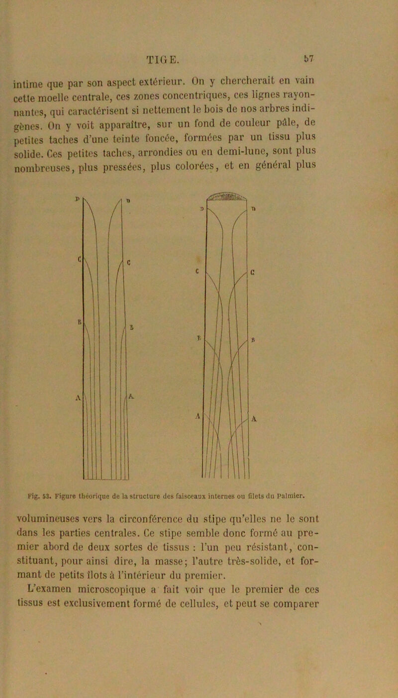 intime que par son aspect extérieur. On y chercherait en vain cette moelle centrale, ces zones concentriques, ces lignes rayon- nantes, qui caractérisent si nettement le bois de nos arbres indi- gènes. On y voit apparaître, sur un fond de couleur pâle, de petites taches d'une teinte foncée, formées par un tissu plus solide. Ces petites taches, arrondies ou en demi-lune, sont plus nombreuses, plus pressées, plus colorées, et en général plus Fig. 53. Figure théorique de la structure des faisceaux internes ou filets du Palmier. volumineuses vers la circonférence du stipe qu’elles ne le sont dans les parties centrales. Ce stipe semble donc formé au pre- mier abord de deux sortes de tissus : l’un peu résistant, con- stituant, pour ainsi dire, la niasse; l’autre très-solide, et for- mant de petits îlots à l’intérieur du premier. L’examen microscopique a fait voir que le premier de ces tissus est exclusivement formé de cellules, et peut se comparer