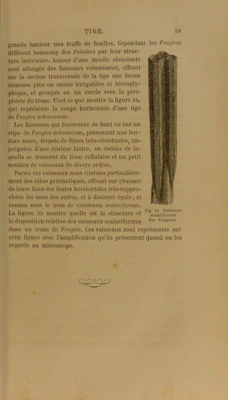 W:^ 4 m grande hauteur une touffe de feuilles. Cependant les Fougères diffèrent beaucoup des Palmiers par leur struc- ture intérieure. Autour d’une moelle abondante sont allongés des faisceaux volumineux, offrant sur la section transversale de la tige une forme sinueuse plus ou moins irrégulière et hiérogly- phique, et groupés en un cercle vers la péri- phérie du tronc. C’est ce que montre la figure 54, qui représente la coupe horizontale d’une tige de Fougère arborescente. Les faisceaux qui traversent de haut en bas un stipe de Fougère arborescente, présentent une bor- dure noire, formée de fibres très-résistantes, im- prégnées d’une couleur bistre, en dedans de la- quelle se trouvent du tissu cellulaire et un petit nombre de vaisseaux de divers ordres. Parmi ces vaisseaux nous citerons particulière- ment des tubes prismatiques, offrant sur chacune de leurs faces des fentes horizontales très-rappro- chées les unes des autres, et à distance égale, et connus sous le nom de vaisseaux scalariformes. La figure 55 montre quelle est la structure et la disposition relative des vaisseaux scalariformes dans un tronc de Fougère. Ces vaisseaux sont représentés sur cette figure avec l’amplification qu’ils présentent quand on les regarde au microscope. Fig. 55. Vaisseaux scalariformes des Fougères.