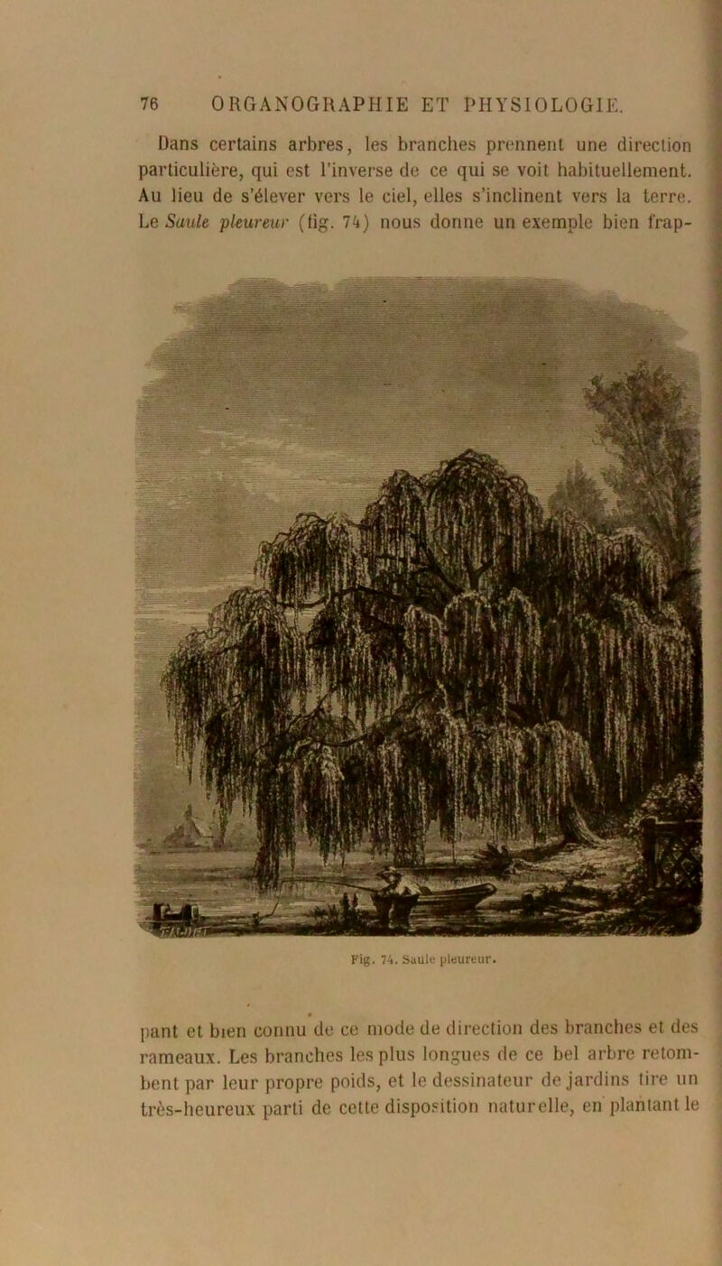 Dans certains arbres, les brandies prennent une direction particulière, qui est l’inverse de ce qui se voit habituellement. Au lieu de s’élever vers le ciel, elles s’inclinent vers la terre. Le Saule pleureur (fig. 74) nous donne un exemple bien frap- Fig. 74. Saule pleureur. liant et bien connu de ce mode de direction des branches et des rameaux. Les branches les plus longues de ce bel arbre retom- bent par leur propre poids, et le dessinateur de jardins tire un très-heureux parti de cette disposition naturelle, en plantant le