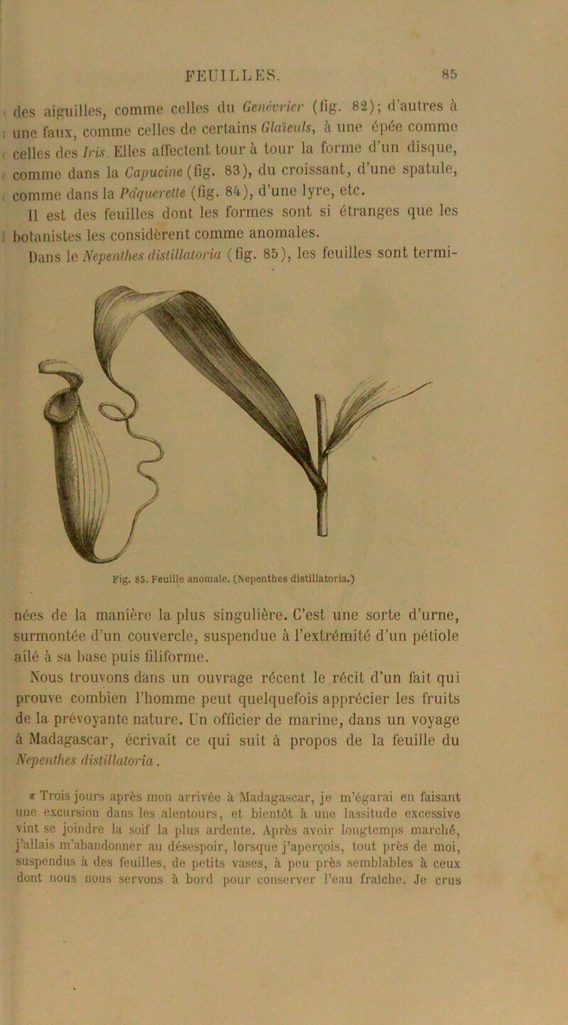 des aiguilles, comme celles du Genévrier (fig. 82); d’autres à une faux, comme celles de certains Glaïeuls, à une épée comme celles des Iris. Elles affectent tour a tour la forme d un disrjue, comme dans la Capucine (fig. 83), du croissant, d’une spatule, comme dans la Pâquerette (fig. 84), d une lyre, etc. 11 est des feuilles dont les formes sont si étranges que les botanistes les considèrent comme anomales. Dans 1 q Nepenthes distillatoria (fig. 85), les feuilles sont termi- Fig. 85. Feuille anomale. (Nepenthes distillatoria.) nées de la manière la plus singulière. C’est une sorte d’urne, surmontée d’un couvercle, suspendue à l’extrémité d'un pétiole ailé à sa base puis filiforme. Nous trouvons dans un ouvrage récent le récit d’un fait qui prouve combien l’homme peut quelquefois apprécier les fruits de la prévoyante nature. Un officier de marine, dans un voyage à Madagascar, écrivait ce qui suit à propos de la feuille du Nepenthes distillatoria. <r Trois jours après mon arrivée à Madagascar, je m’égarai en faisant une excursion dans les alentours, et bientôt à une lassitude excessive vint se joindre la soif la plus ardente. Après avoir longtemps marché, j’allais m’abandonner au désespoir, lorsque j’aperçois, tout près de moi, suspendus à des feuilles, de petits vases, à peu près semblables à ceux dont nous nous servons à bord pour conserver l’eau fraîche. Je crus